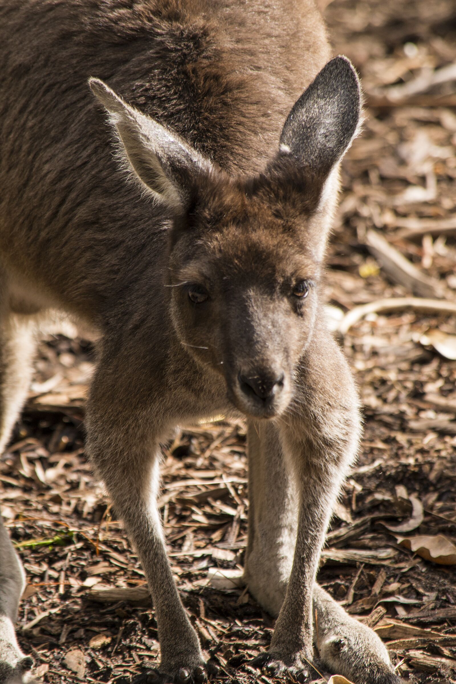Nikon D800 sample photo. Kangaroo, wild, australia photography