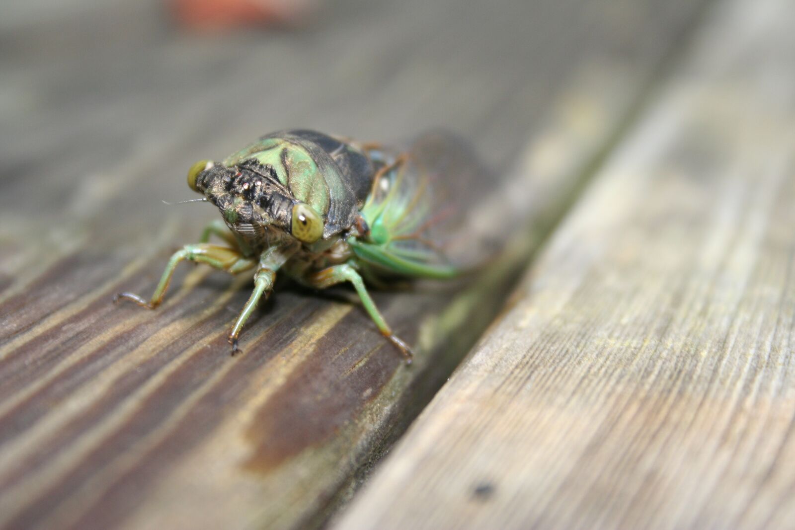 Canon EOS 350D (EOS Digital Rebel XT / EOS Kiss Digital N) sample photo. Cicada, bug, insect photography