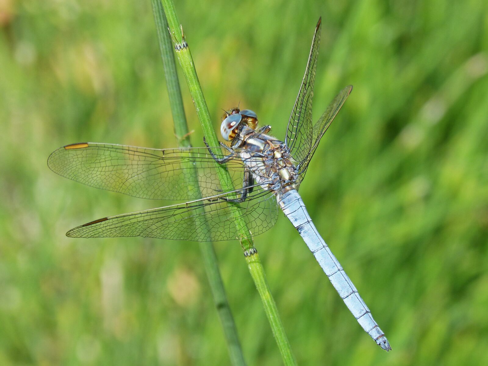 Panasonic DMC-FZ62 sample photo. Dragonfly, blue dragonfly, stem photography