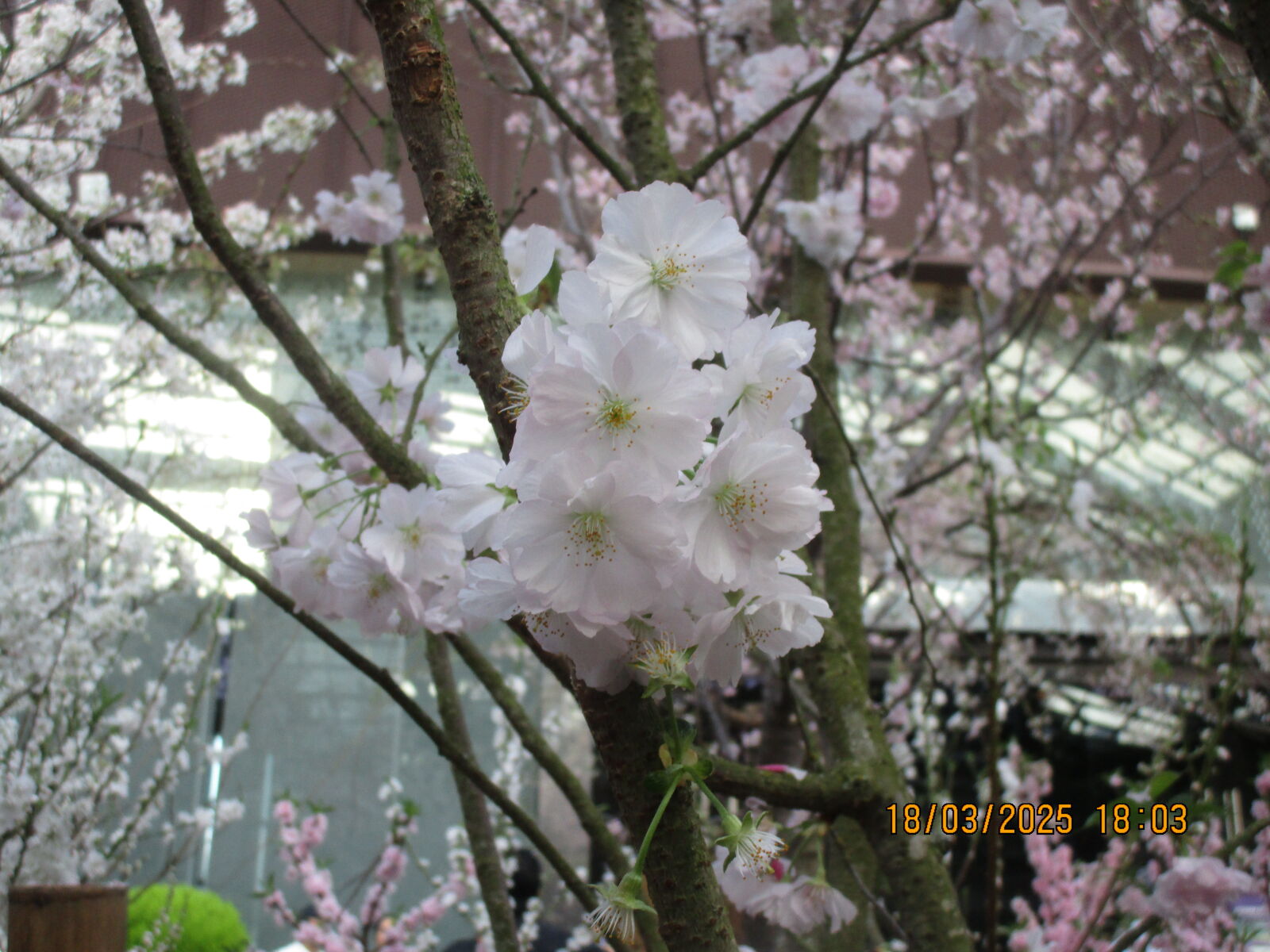 Canon PowerShot ELPH 150 IS (IXUS 155 / IXY 140) sample photo