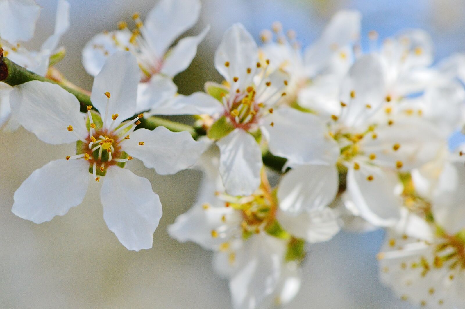 Nikon D3200 sample photo. Spring, blossom, bloom photography