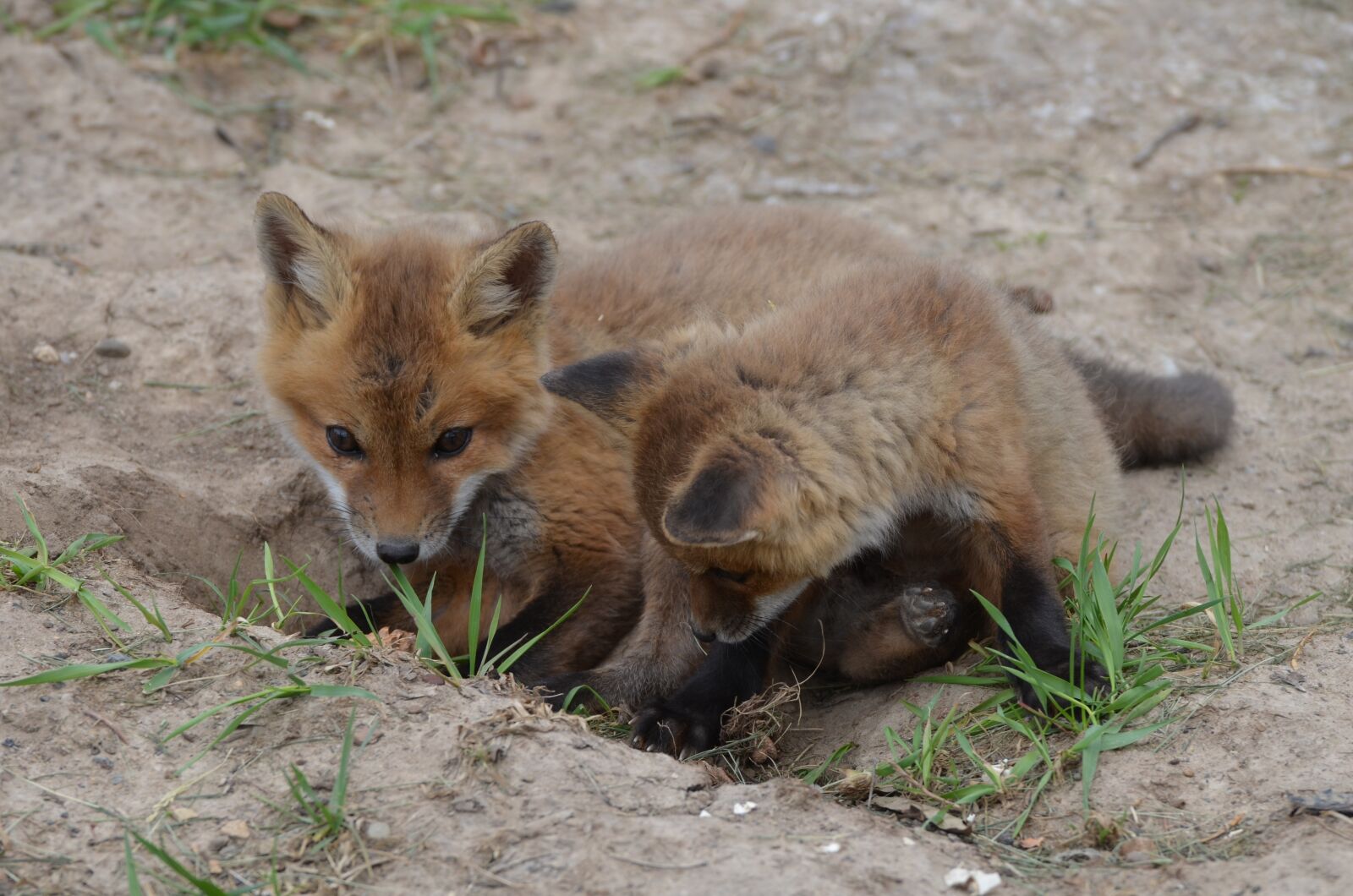 Nikon D5100 sample photo. Fox, kitts, animals photography