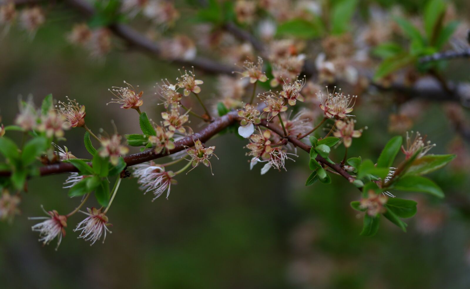 Canon EF-S 60mm F2.8 Macro USM sample photo. Flowers, withered, casey photography