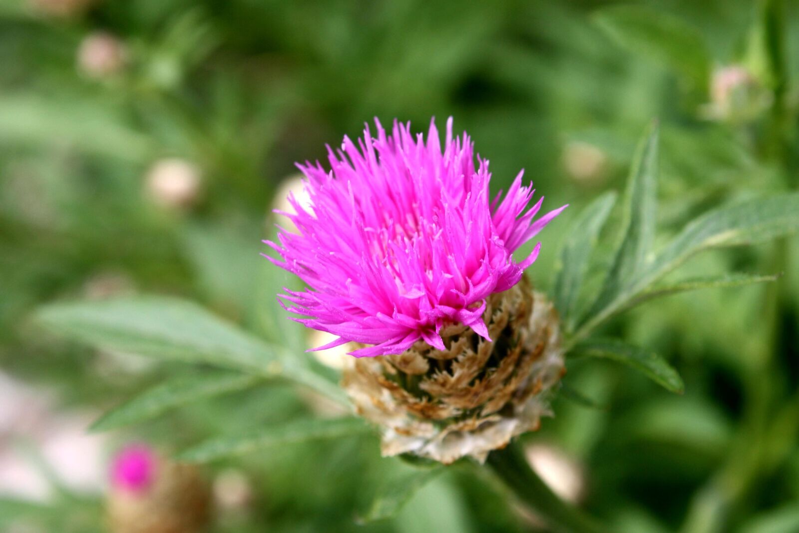 f/3.5-5.6 IS sample photo. Pink, thistle, flower, thorn photography