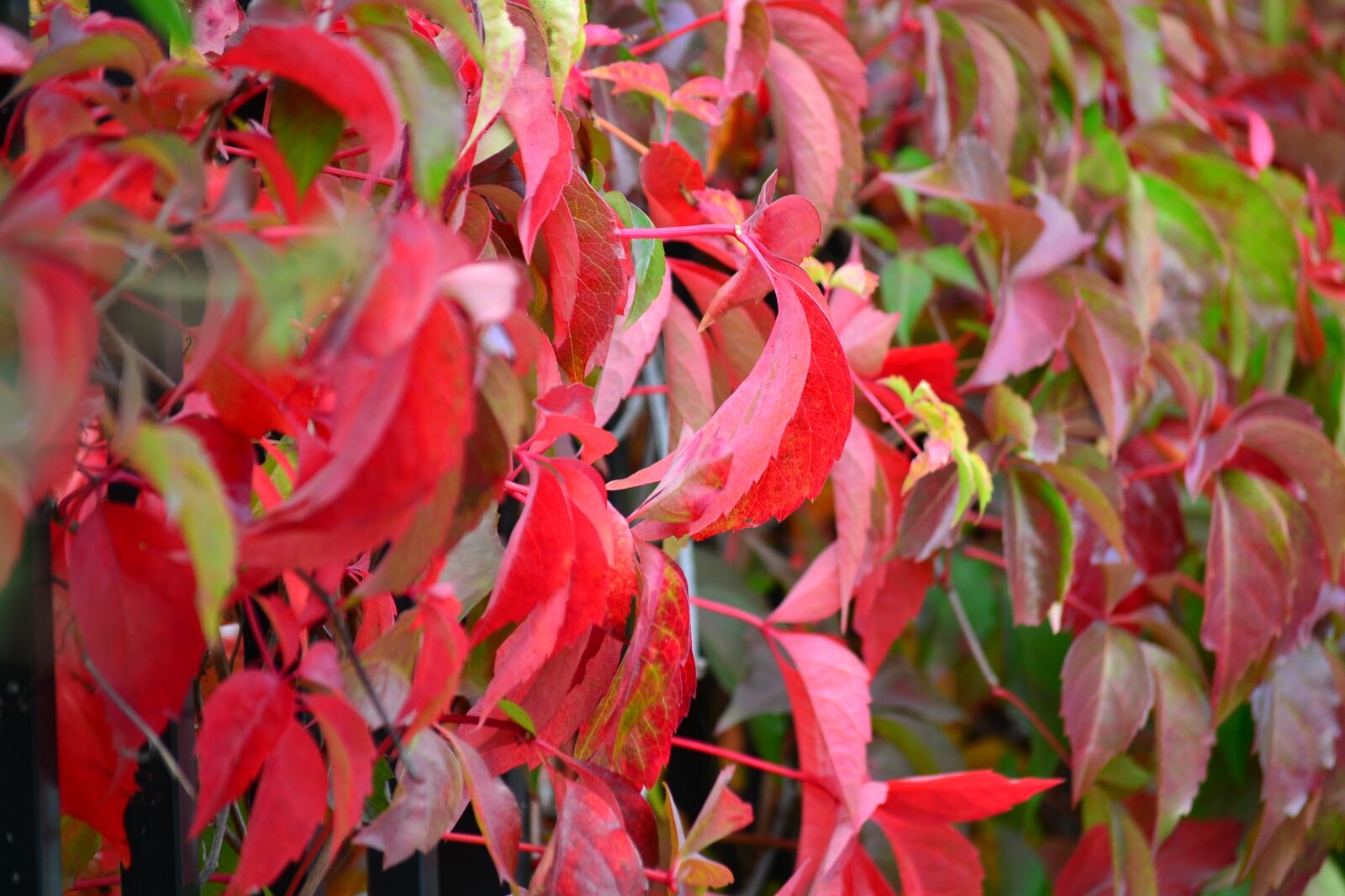Nikon D3100 sample photo. Nature, leaves, autumn photography