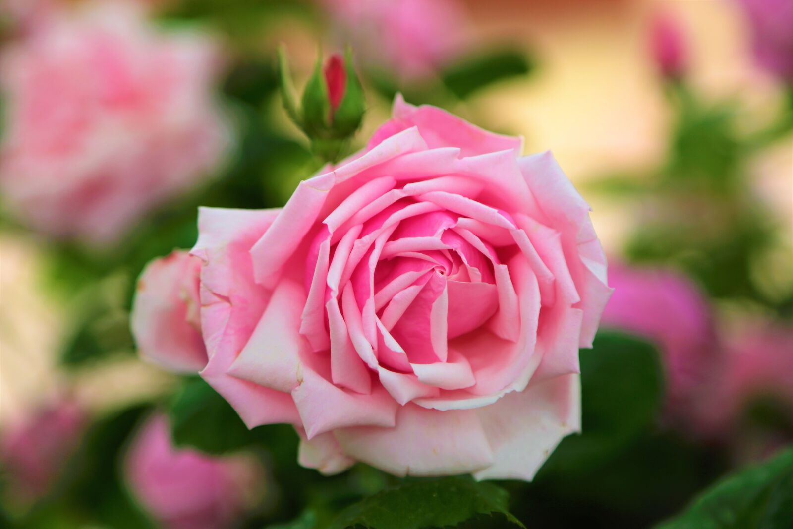 Canon EF 24-105mm F4L IS USM sample photo. Rose, red, flower photography