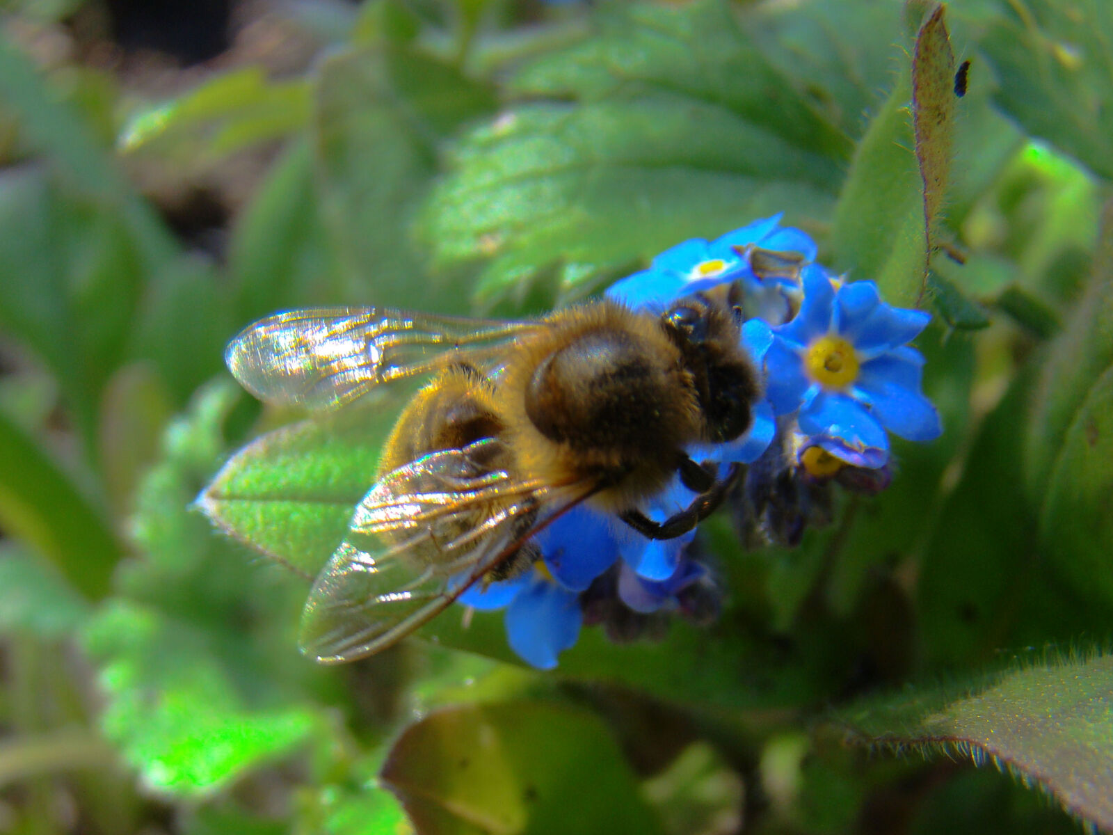 Sony Cyber-shot DSC-H50 sample photo. Bee, blue, flower, fly photography