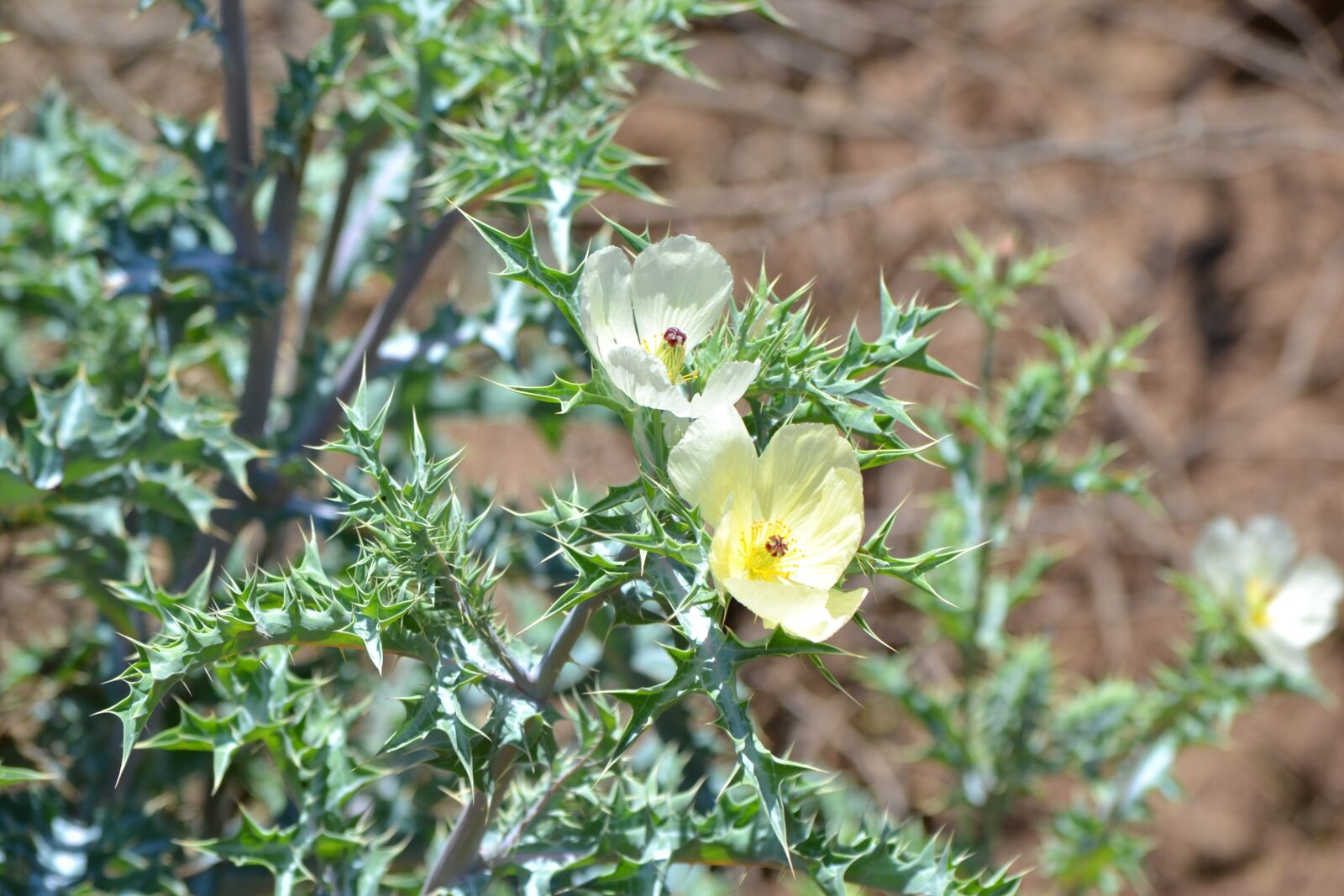 Nikon D3100 sample photo. Flower, yellow, nature photography