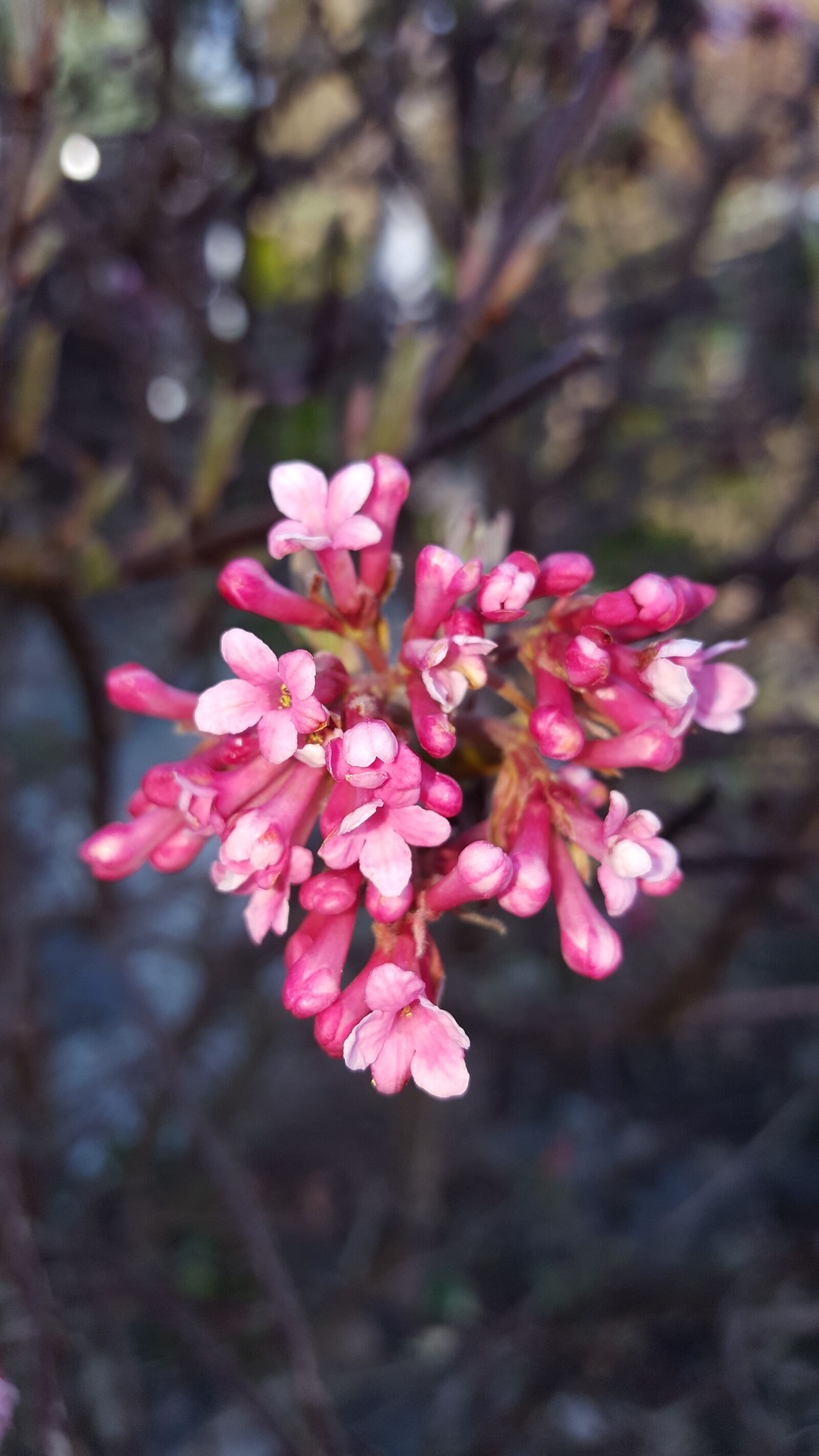 Samsung Galaxy S6 sample photo. Flower, nature, plant photography