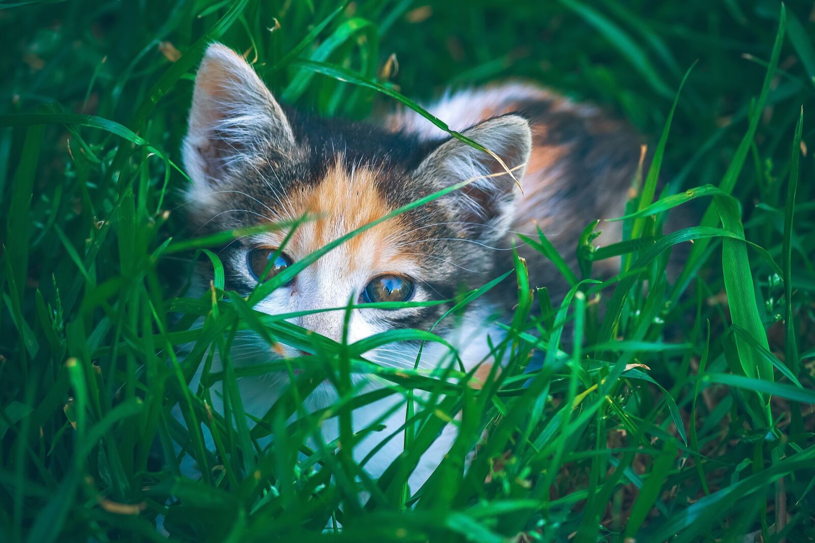 Canon EOS 1300D (EOS Rebel T6 / EOS Kiss X80) sample photo. Cat, feline, tiger photography
