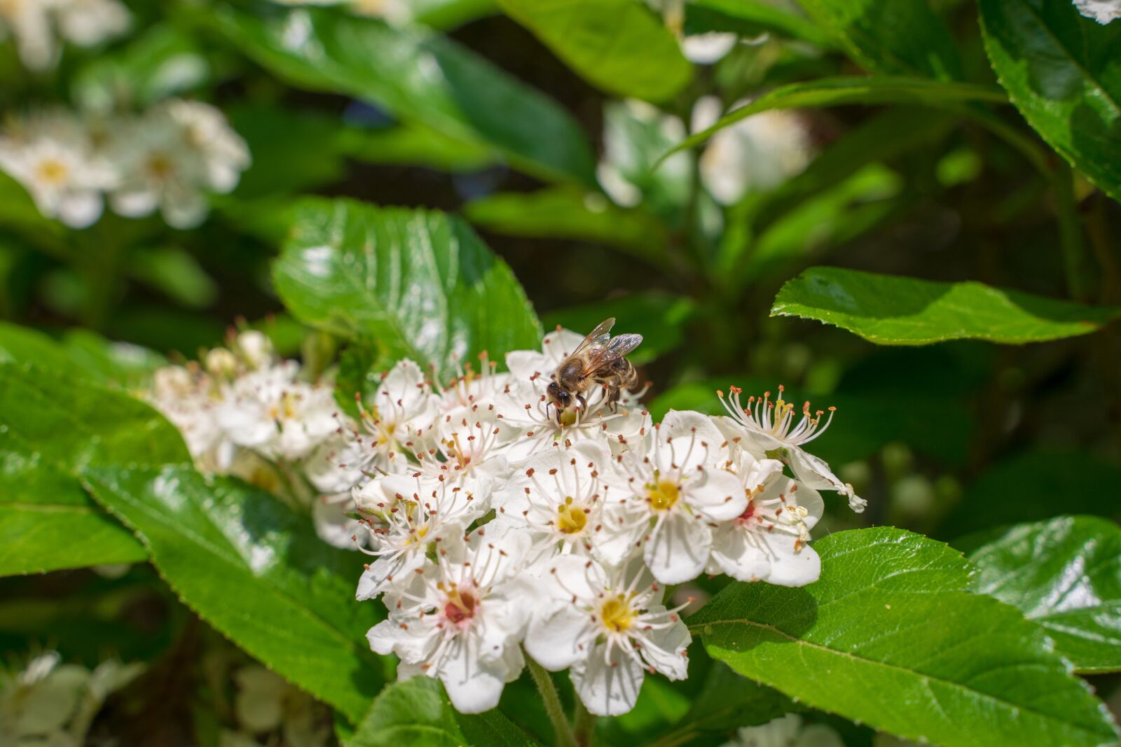Sony a7 II + Tamron 28-75mm F2.8 Di III RXD sample photo. Bee, wild bee, blossom photography