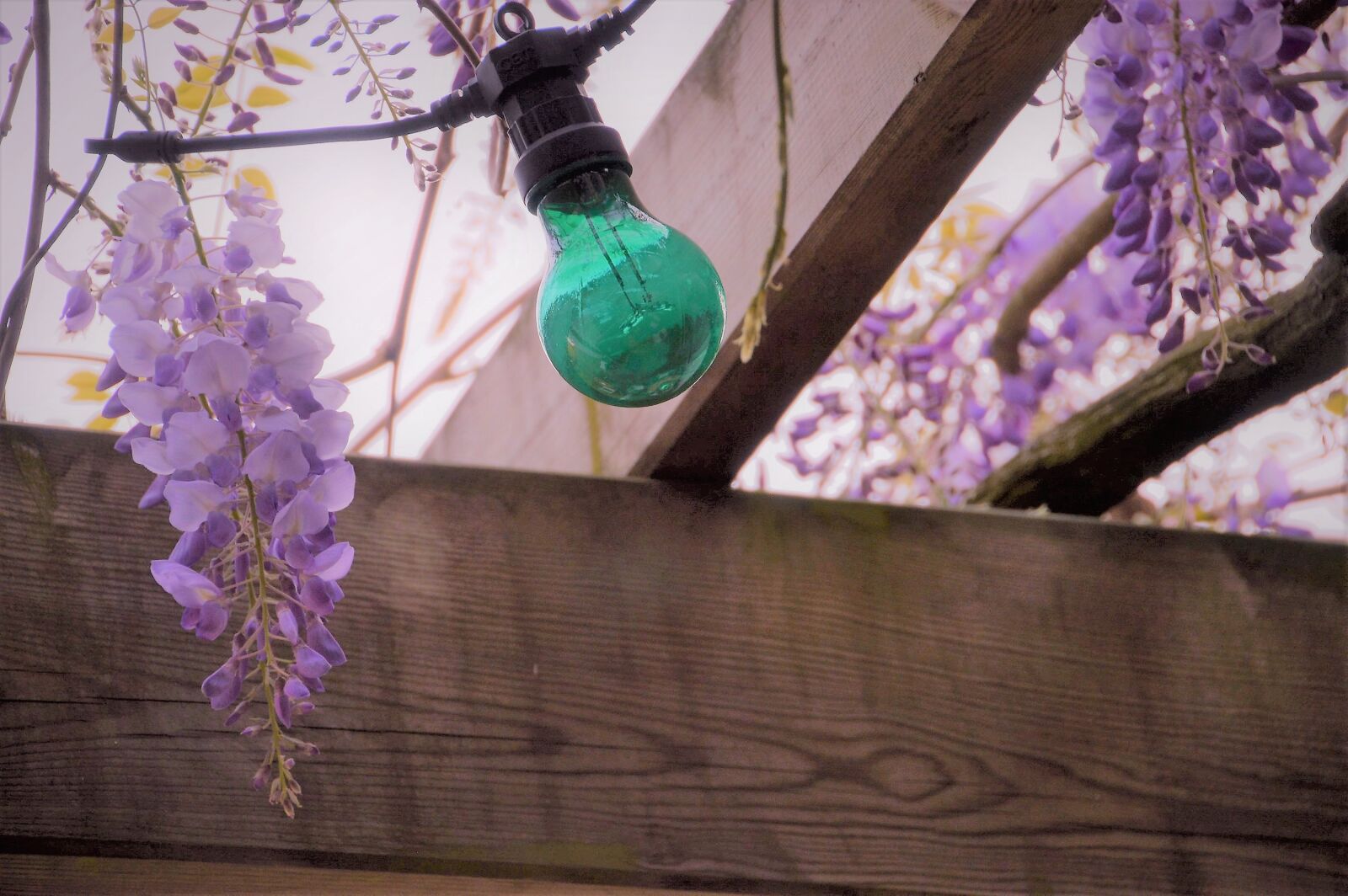 Nikon D3200 sample photo. Wisteria, glycine, flower photography