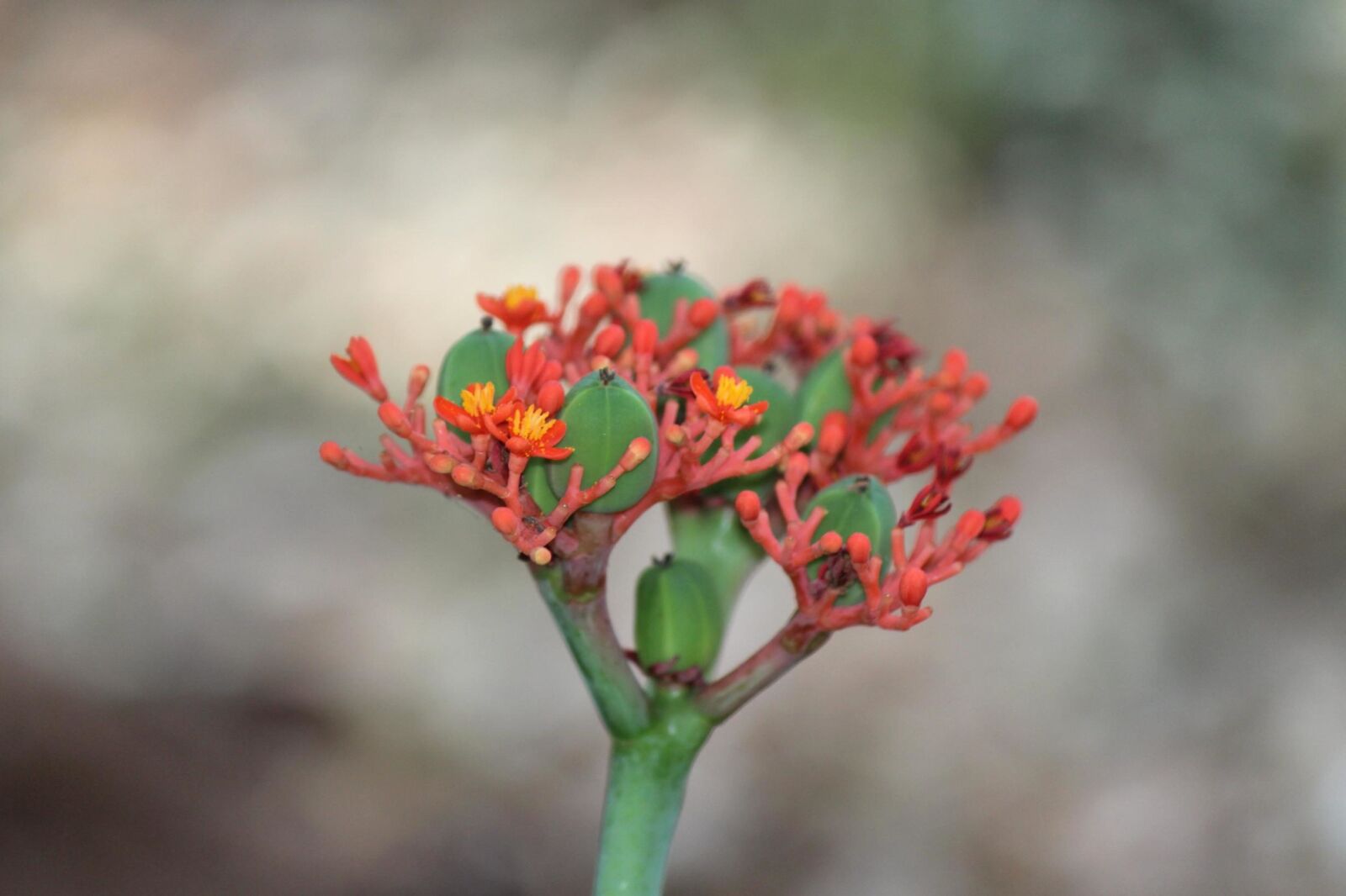 Canon EOS 600D (Rebel EOS T3i / EOS Kiss X5) sample photo. Flower, pistil, wild flower photography