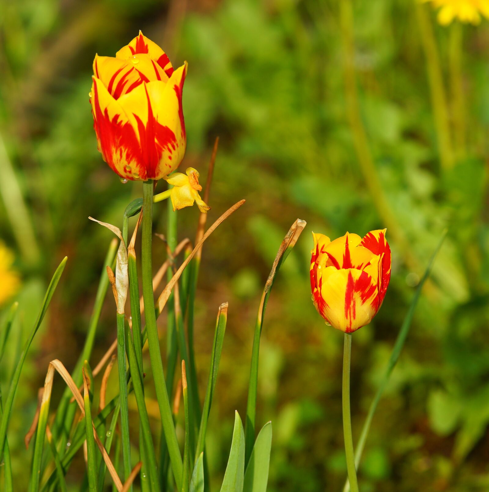 Minolta AF 200mm F2.8 HS-APO G sample photo. Flower, nature, summer photography