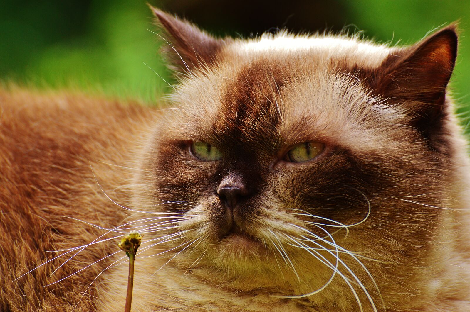 Nikon D3200 sample photo. Cat, british shorthair, mieze photography