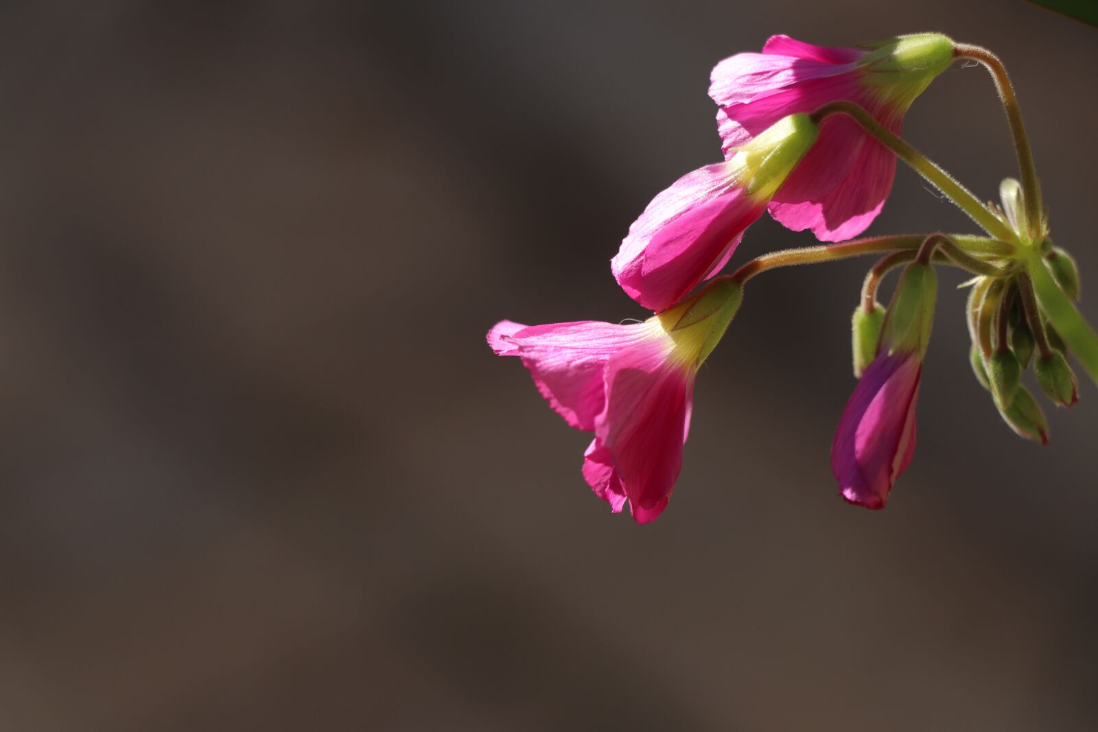 Canon EF-S 18-135mm F3.5-5.6 IS USM sample photo. Pink, flower, nature photography