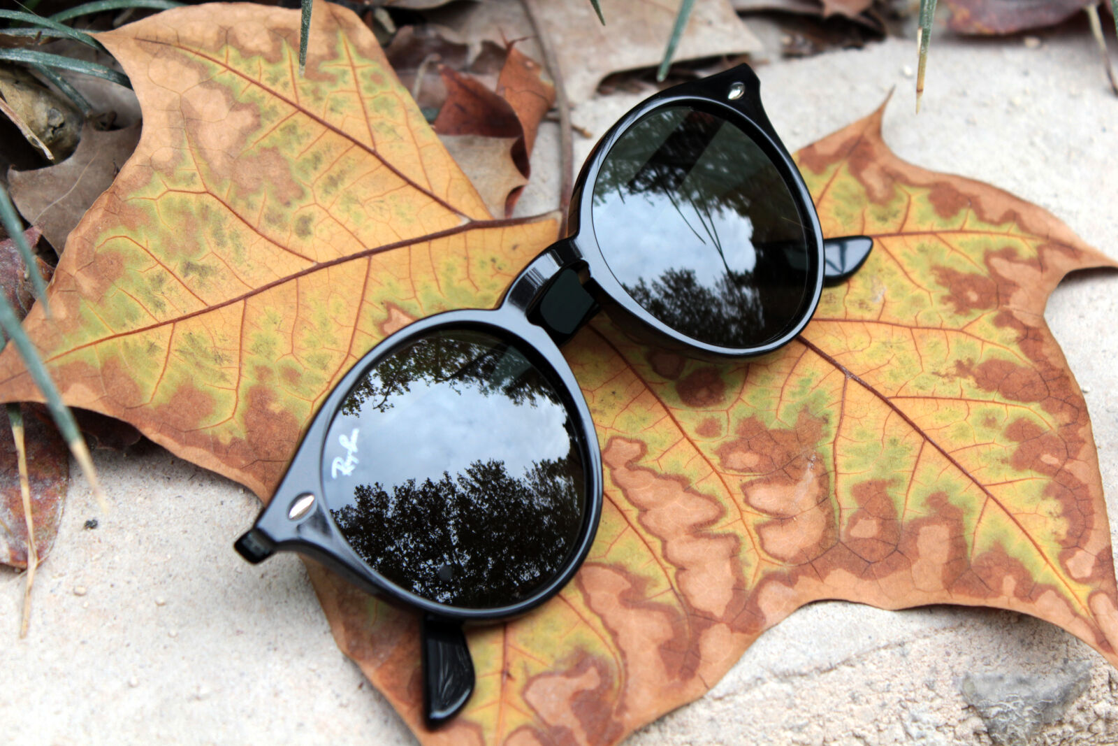 Canon EOS 600D (Rebel EOS T3i / EOS Kiss X5) sample photo. Autumn, closeup, eyewear, glasses photography
