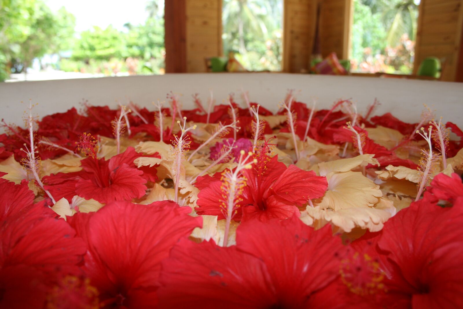 Canon EOS 400D (EOS Digital Rebel XTi / EOS Kiss Digital X) sample photo. Flowers, maldives, floral display photography