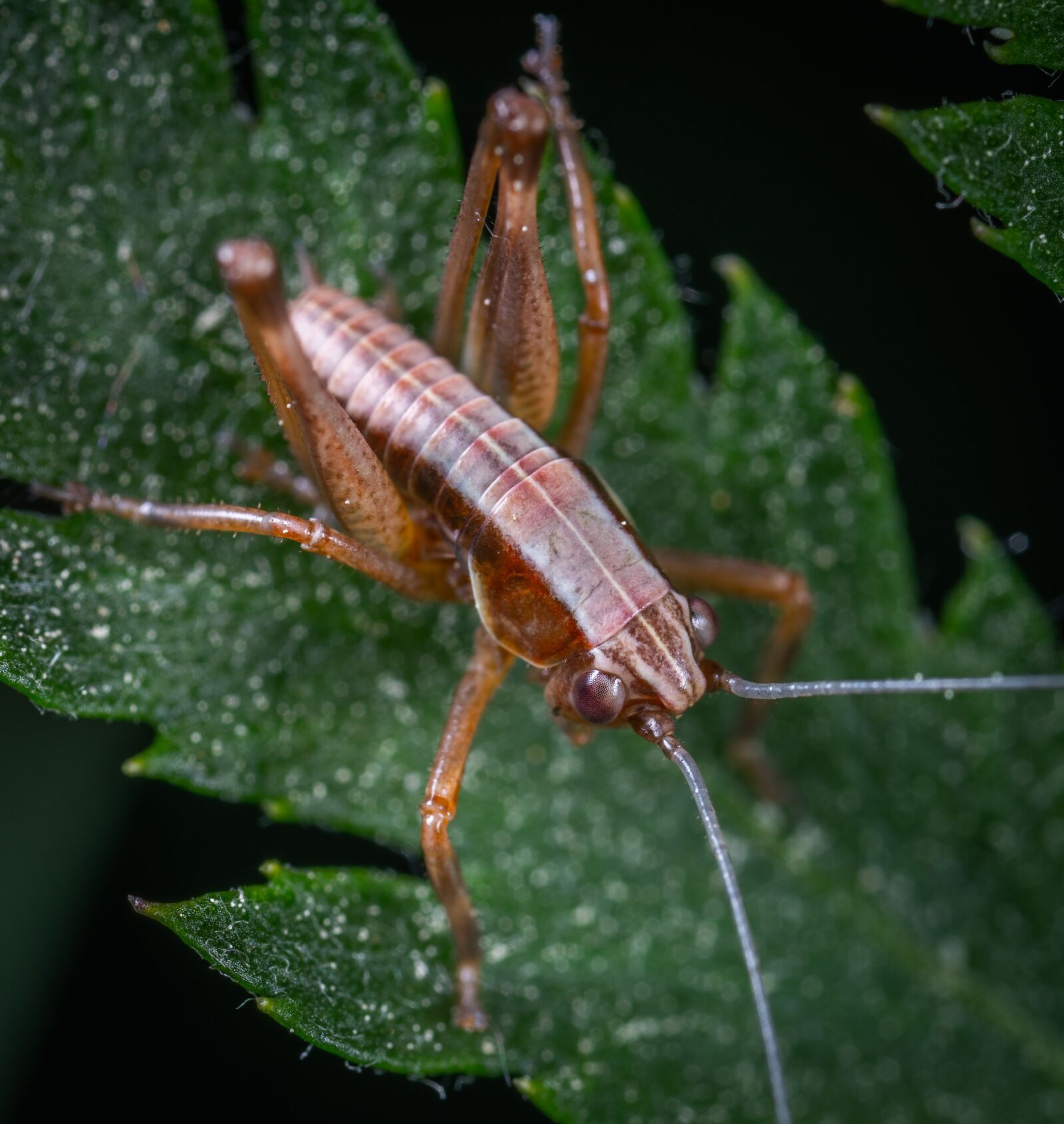 Sony a7R II sample photo. Macro, insect, larva photography