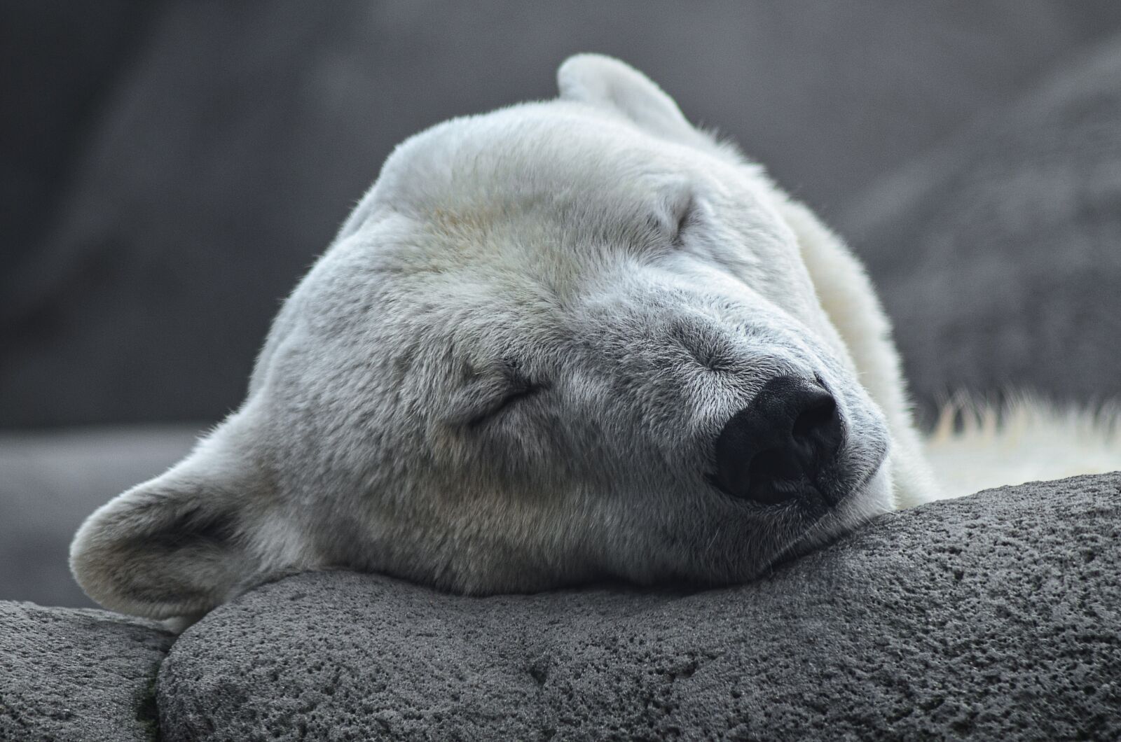 Nikon D5100 sample photo. Polar bear, arctic, predator photography