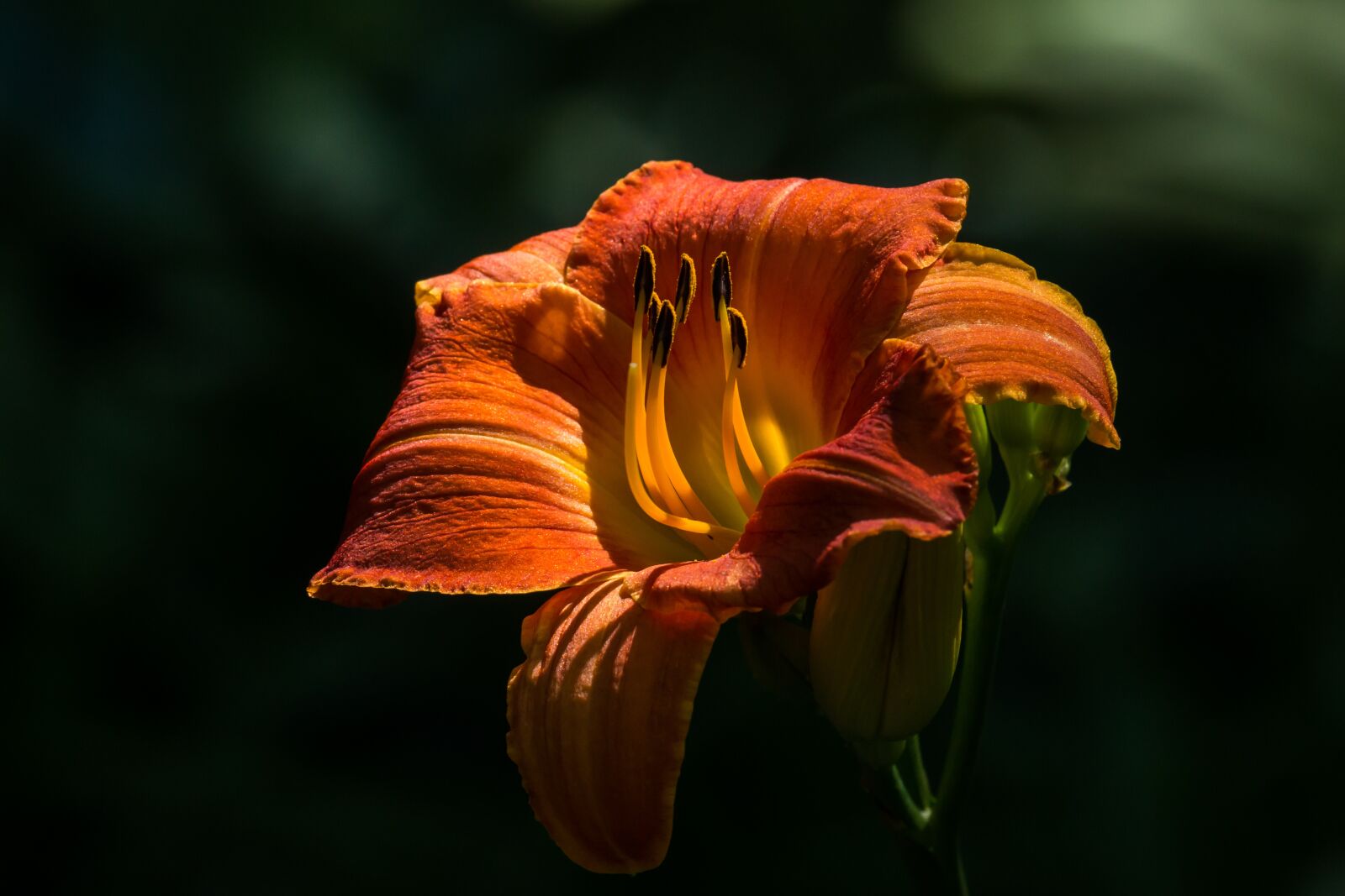 Canon EOS 70D sample photo. Lily, garden, flower photography