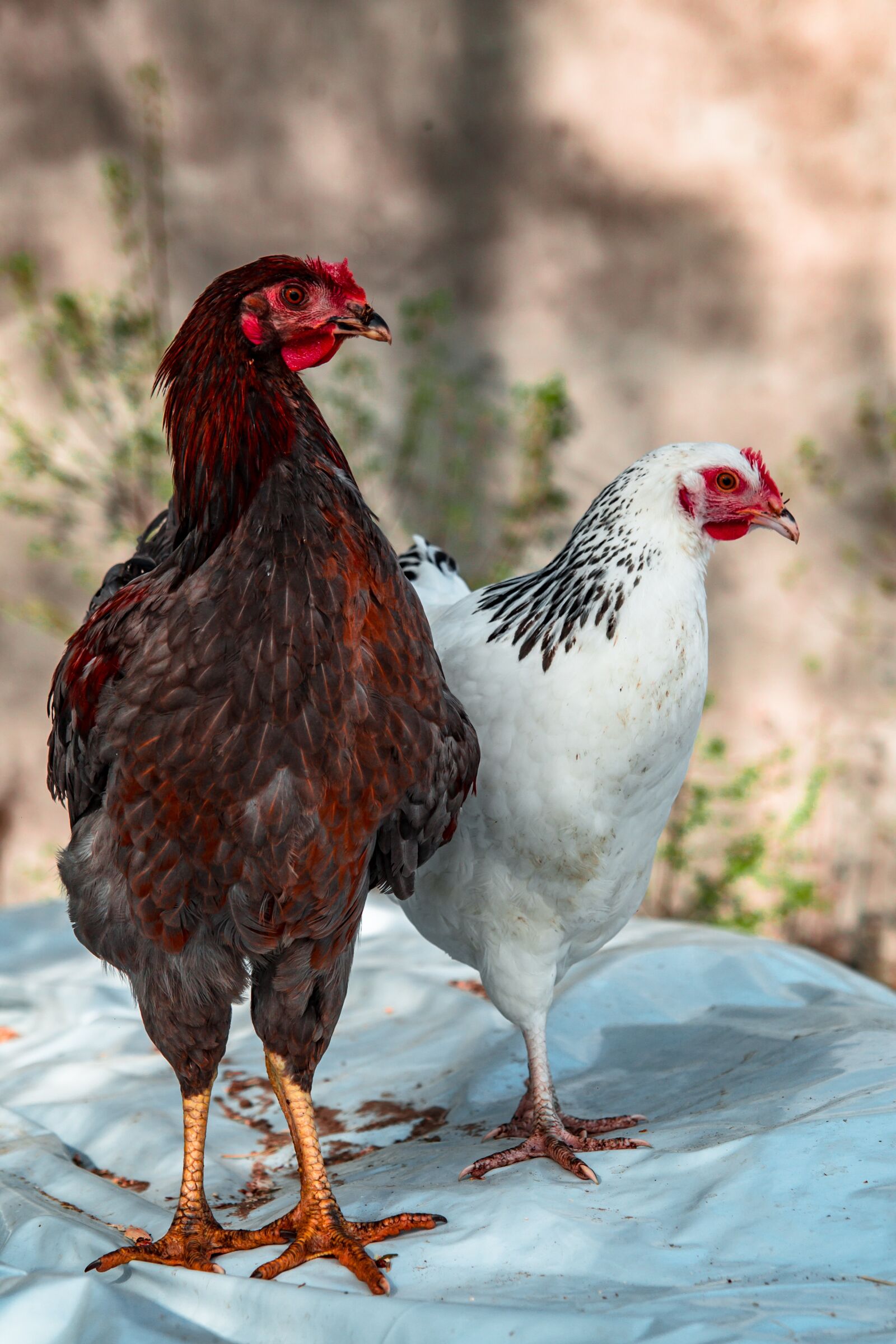 Canon EOS 700D (EOS Rebel T5i / EOS Kiss X7i) sample photo. Chickens, village, the hen photography