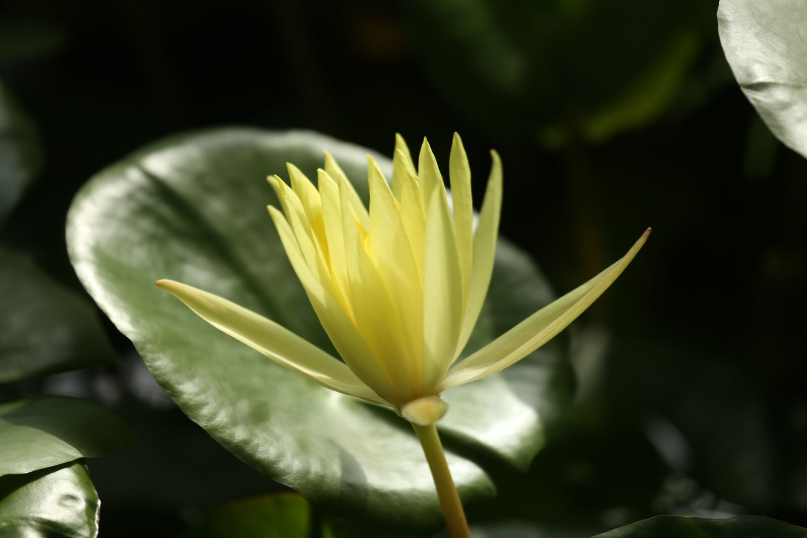 Canon EF 70-200mm F4L IS USM sample photo. Water lily, water plant photography