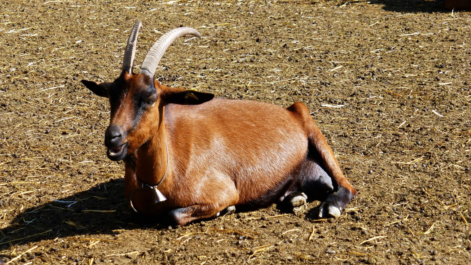 Panasonic Lumix DMC-ZS25 (Lumix DMC-TZ35) sample photo. France, aude, goat photography
