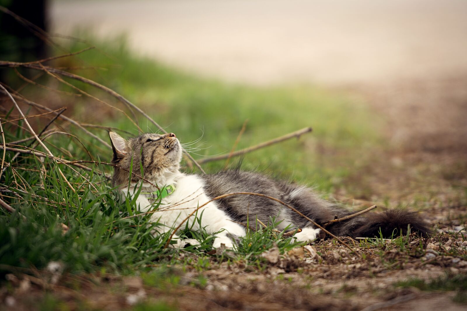 Nikon D7200 sample photo. Cat, animal, pet photography