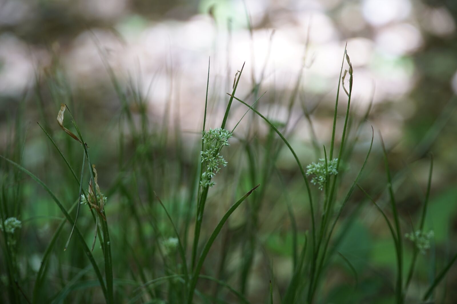 Sony a7R II + Sony E PZ 18-105mm F4 G OSS sample photo. Scirpus, sylvaticus, forest photography