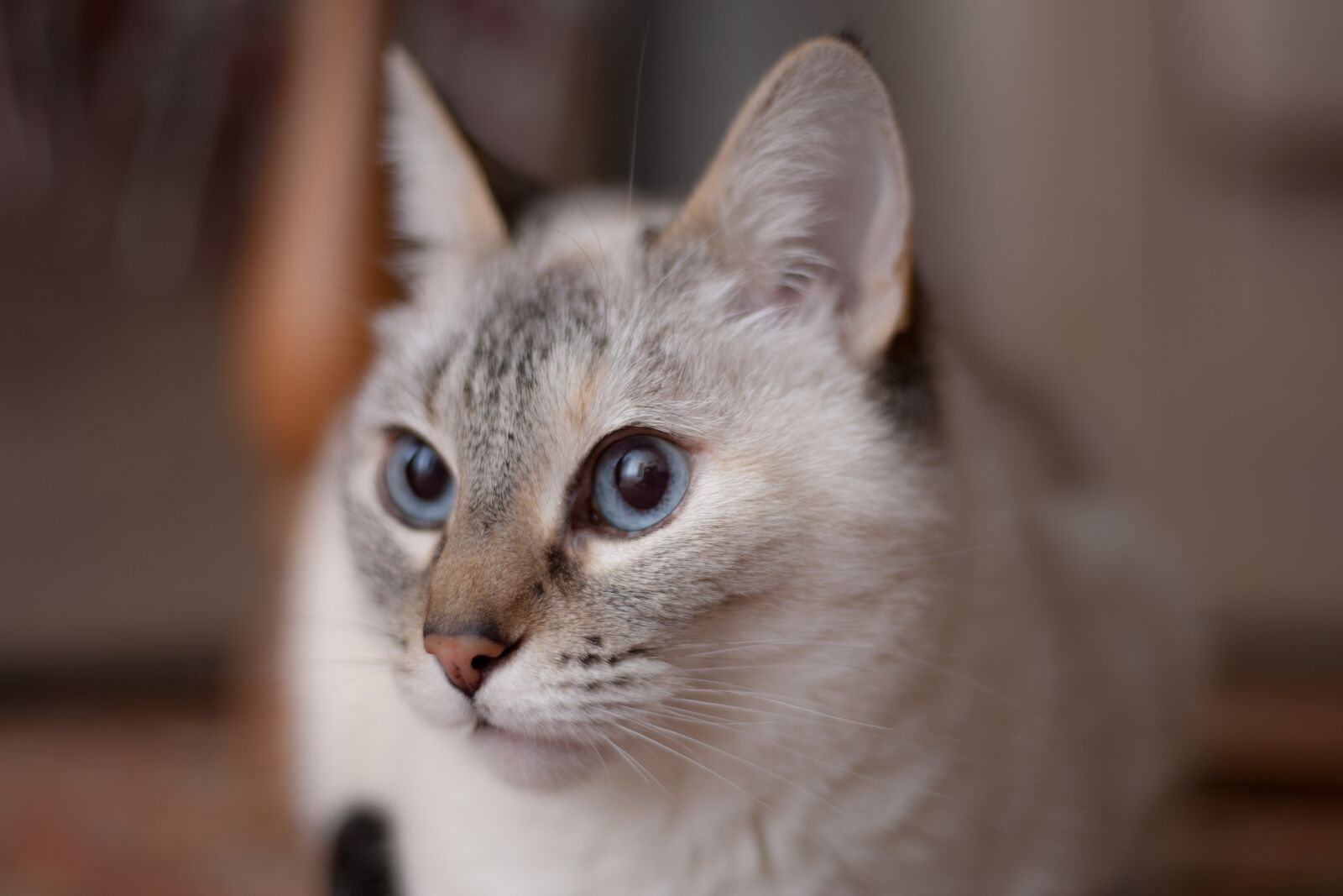 Canon EOS-1D Mark III + Canon EF 50mm F1.8 STM sample photo. Cat, animal, domestic cat photography