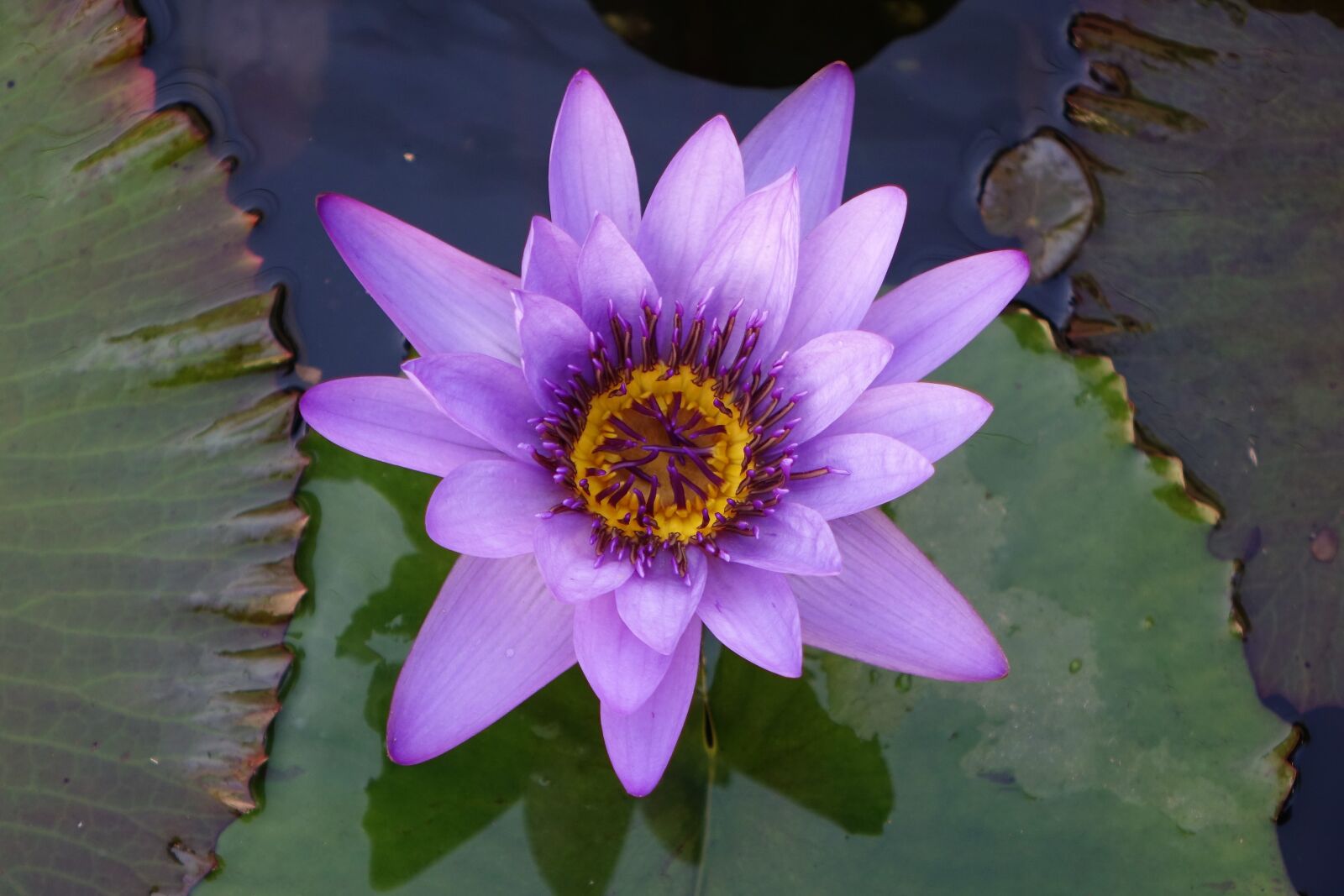 Sony Cyber-shot DSC-RX10 sample photo. Pond, lotus, flower photography