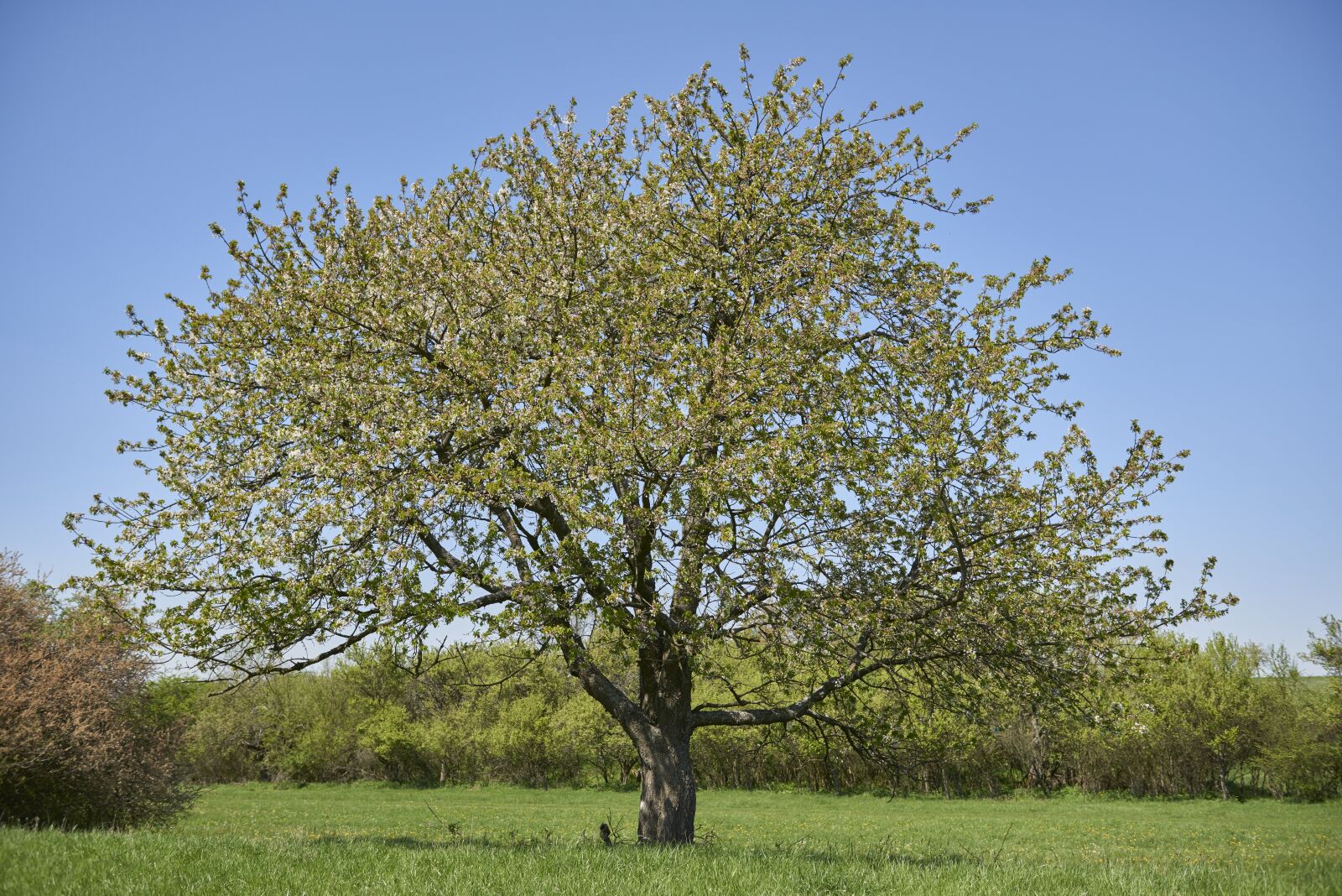 Nikon D800 sample photo. Tree, spring, nature photography