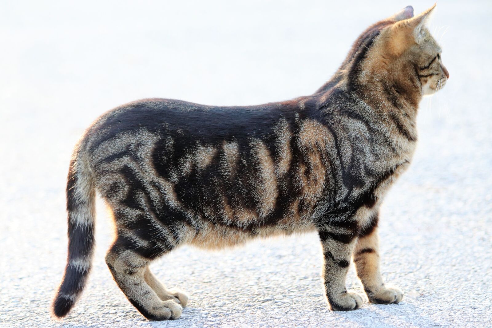 Canon EOS 200D (EOS Rebel SL2 / EOS Kiss X9) sample photo. Tiger cat, pet, cute photography