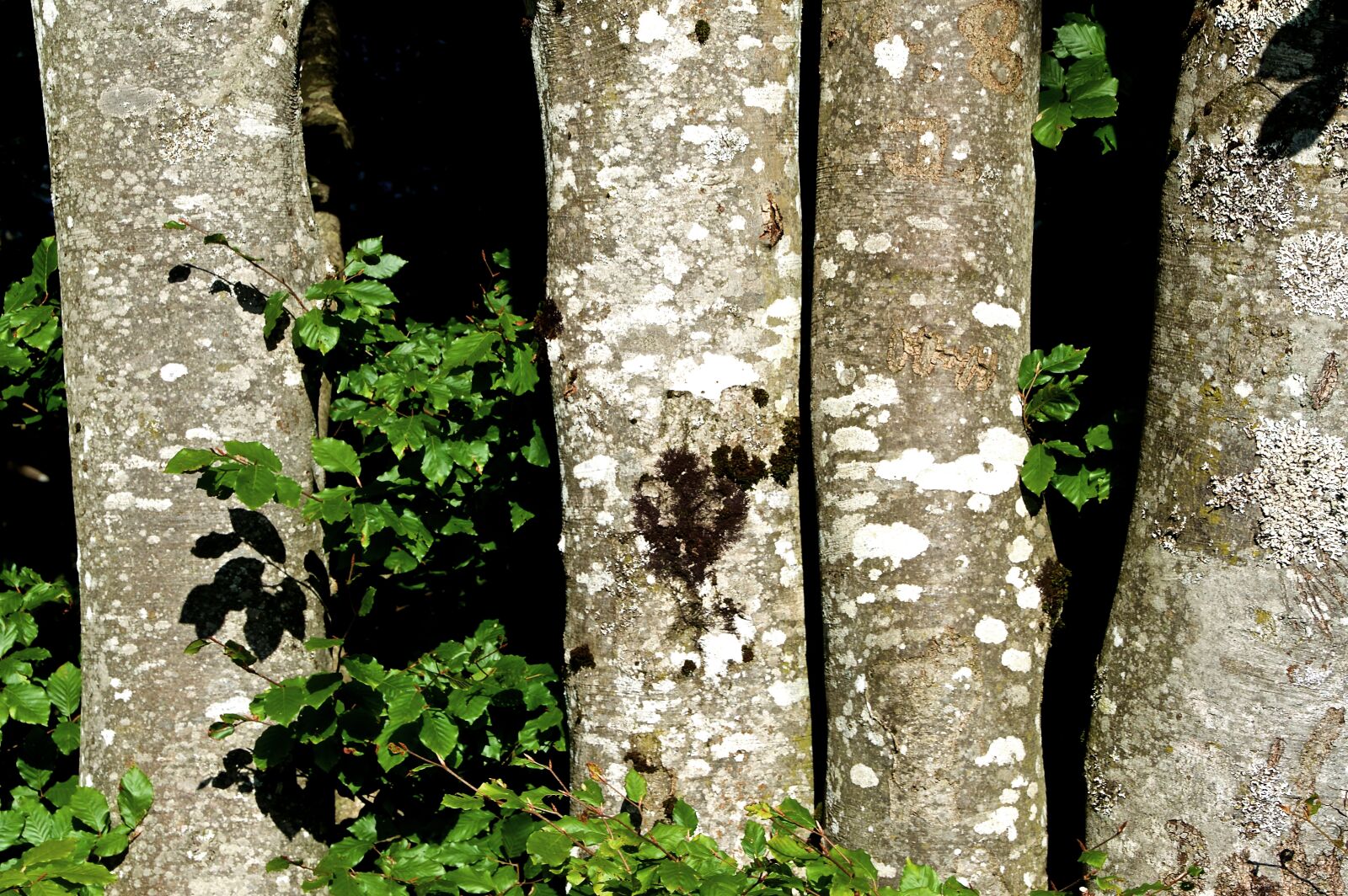 Nikon D3200 sample photo. Four trees, tree trunks photography