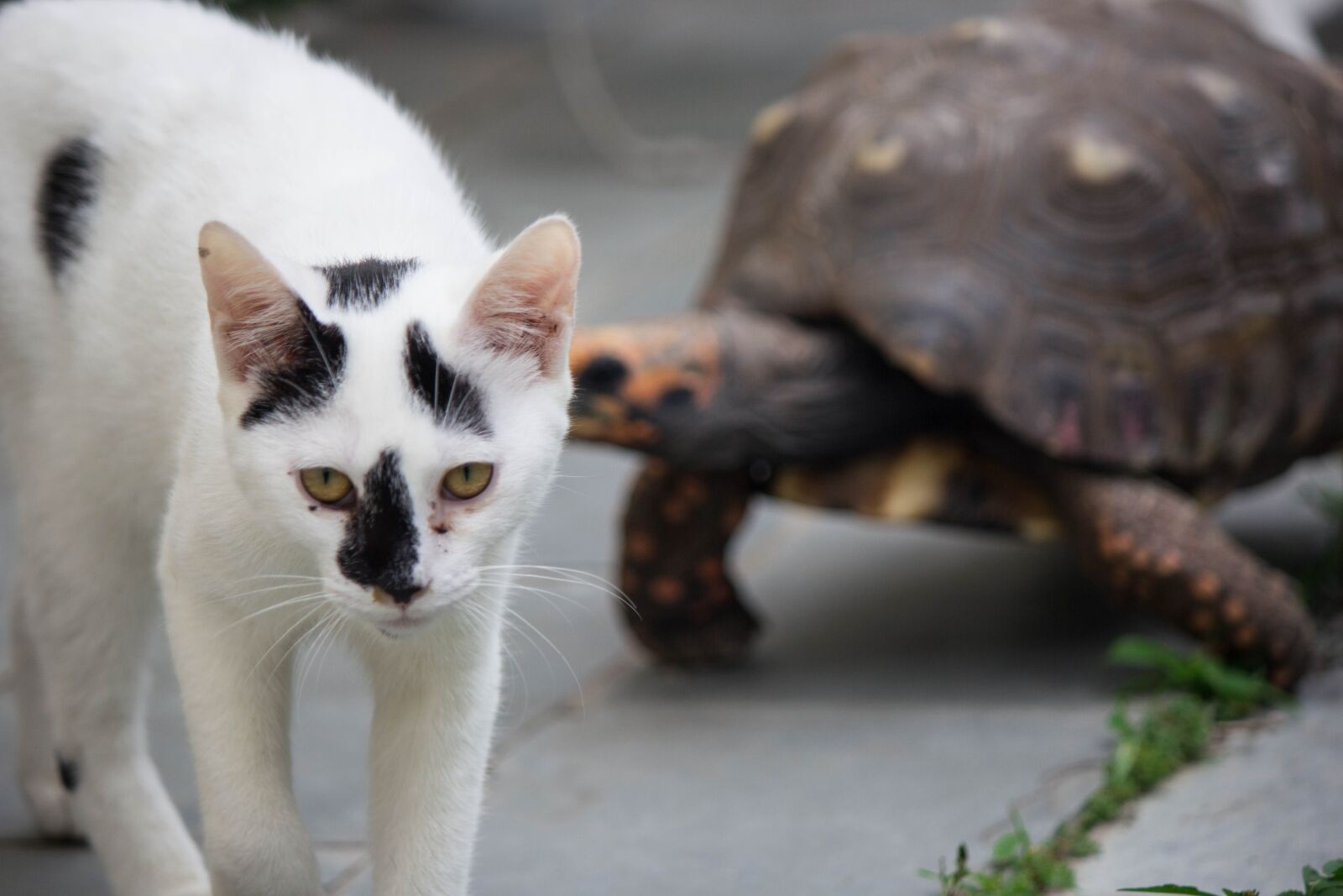 Canon EOS 60D sample photo. Gato, tartaruga, felino photography
