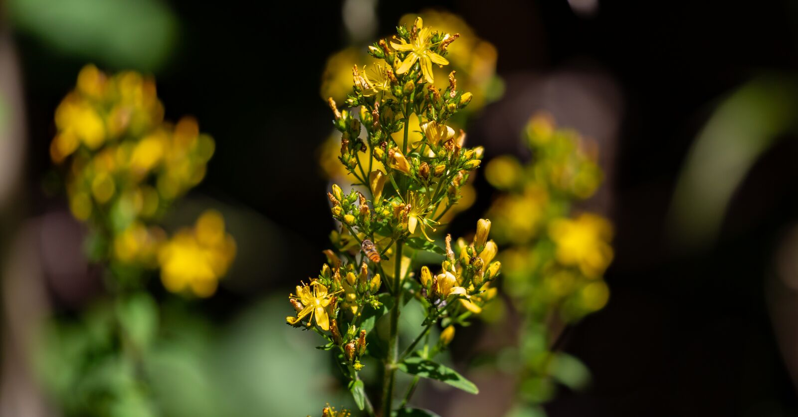 Canon EOS 5D Mark III sample photo. St john's-wort flower, hypericum photography