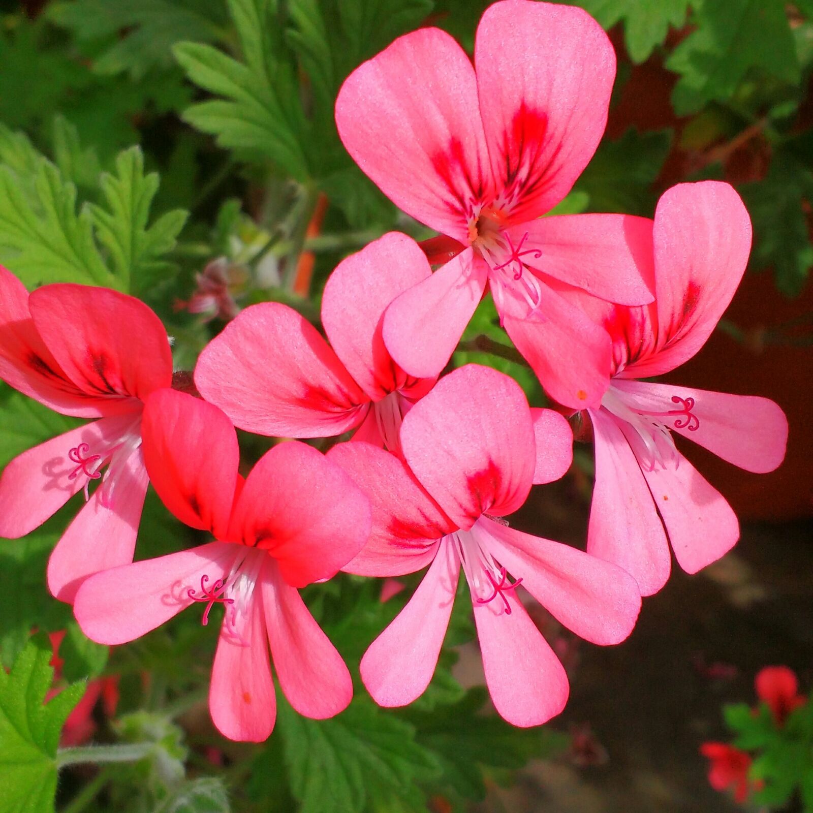 Motorola MotoG3 sample photo. Pink, flowers, petal photography