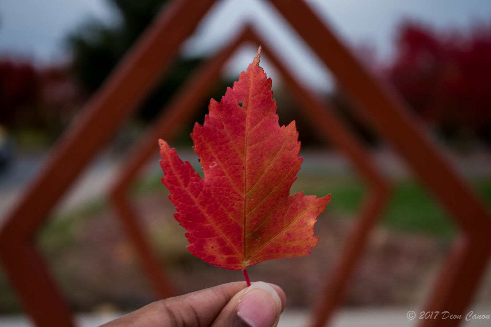Canon EOS 80D sample photo. Autumn, autumn, colours, framing photography