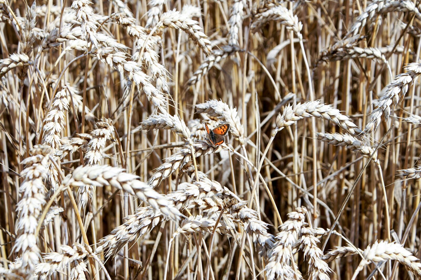 KONICA MINOLTA DYNAX 5D sample photo. Cereals, wheat, straw photography