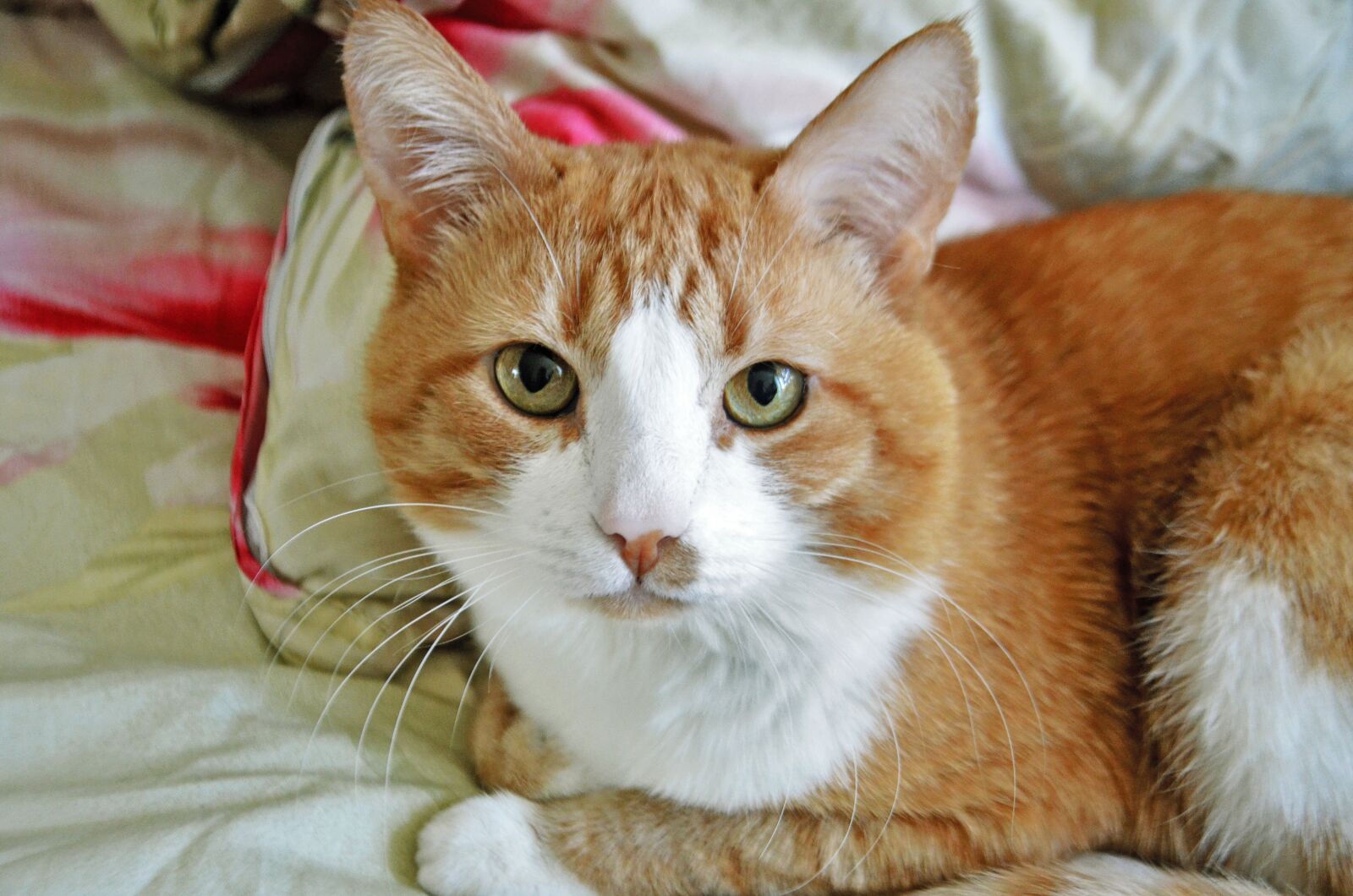 Nikon D5100 sample photo. Cat, eyes, cute photography