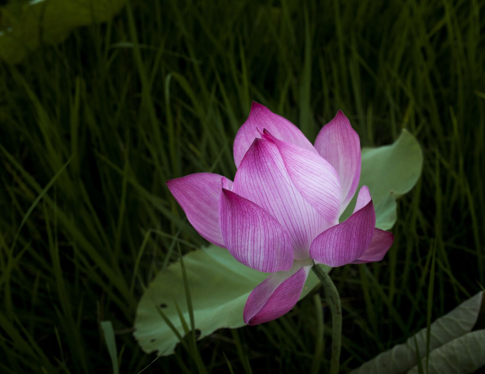 Canon EOS 5D sample photo. Lotus, lonely, leaning photography