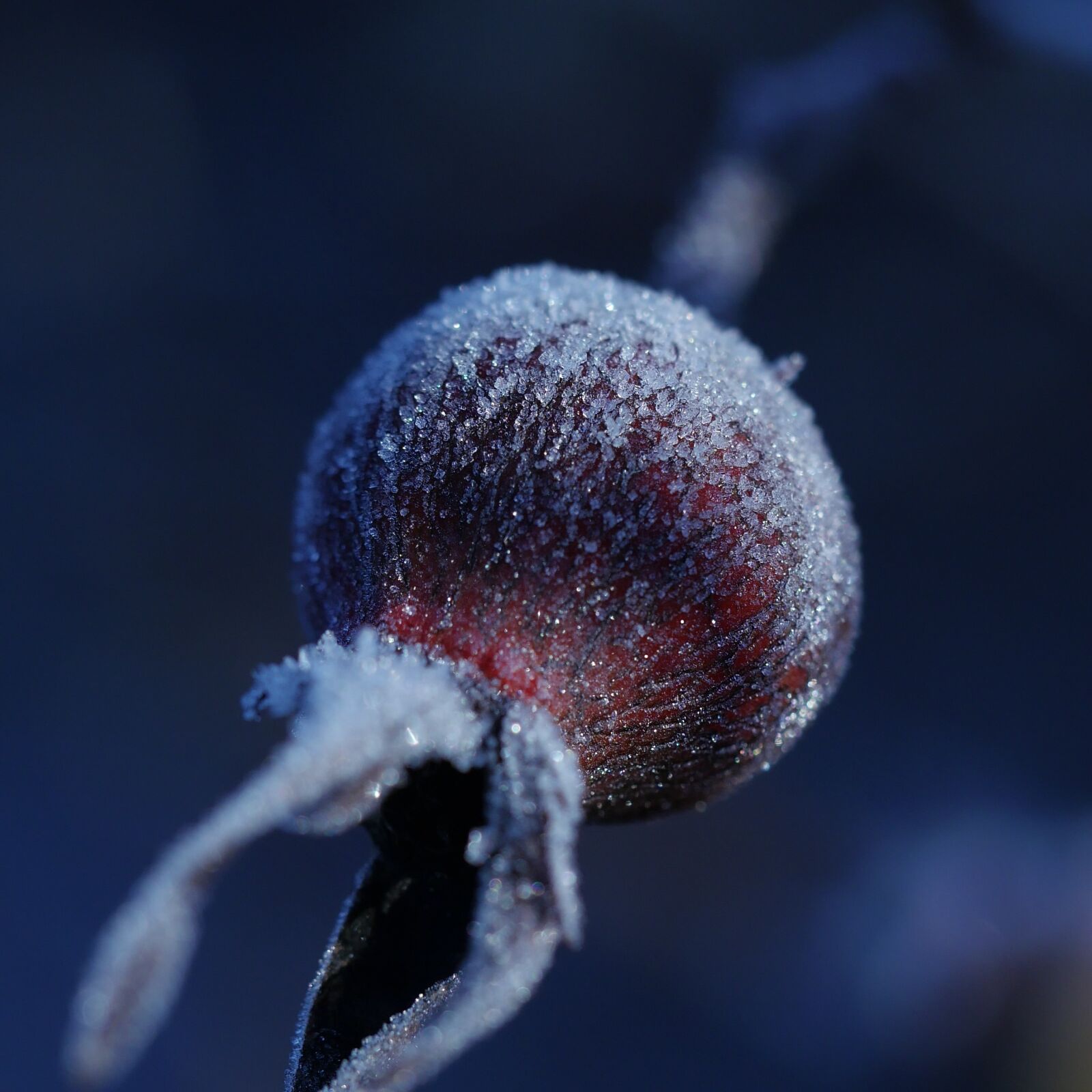 Panasonic Lumix DMC-GH4 sample photo. Frozen, winter, rose photography