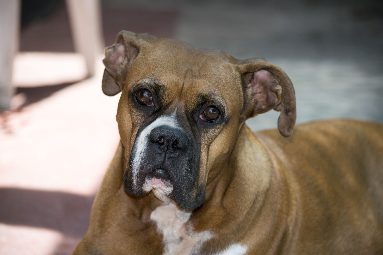 Nikon D3300 sample photo. Bitch, boxer photography