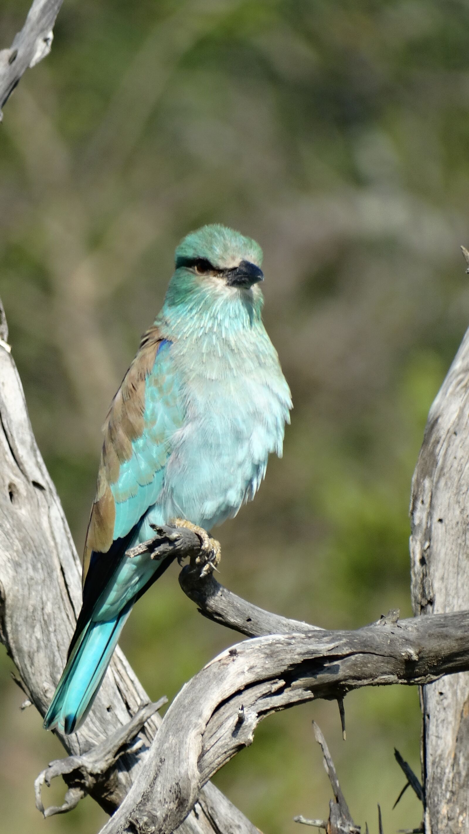 Sony Cyber-shot DSC-HX300 sample photo. Birds, wildlife, nature photography