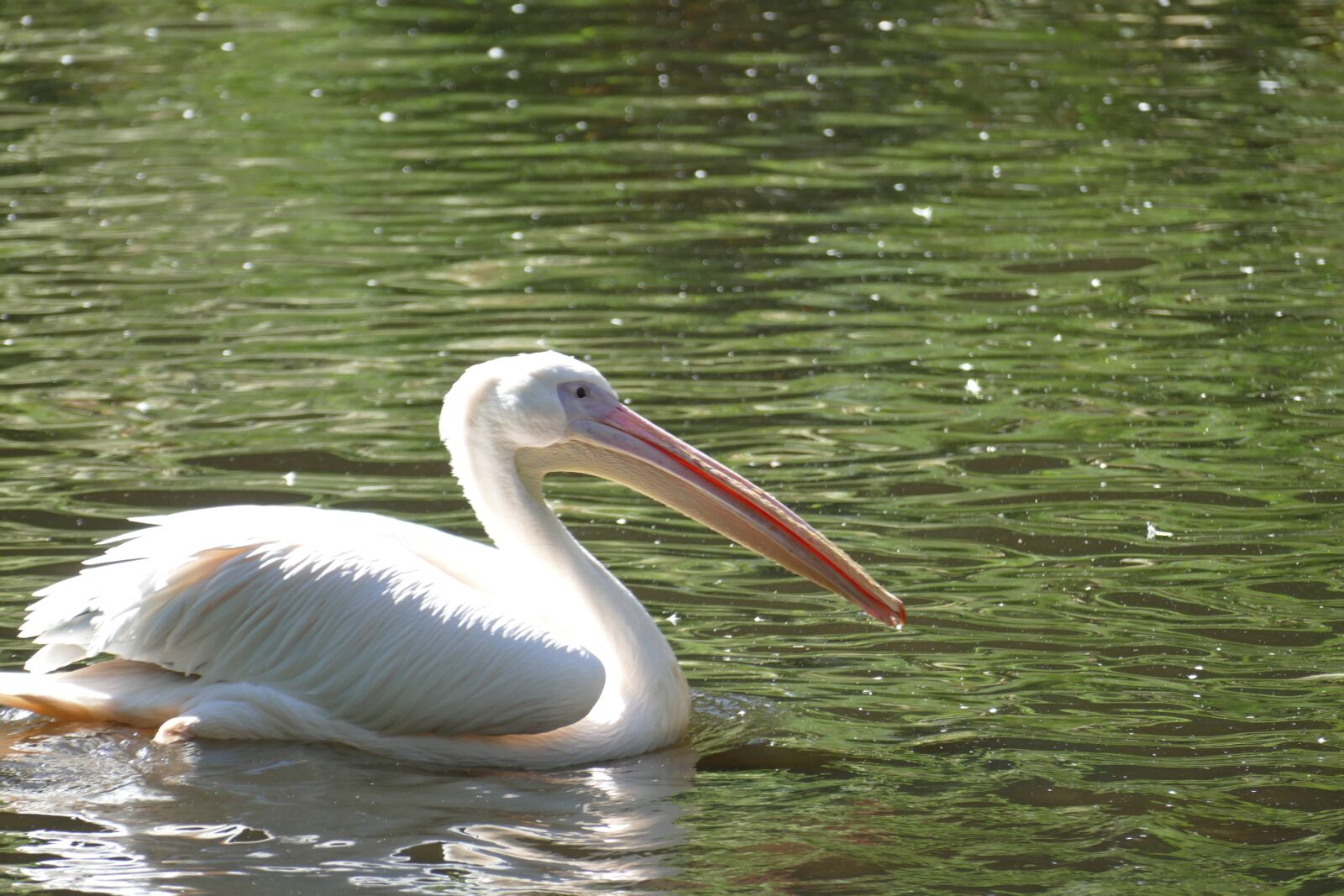 Panasonic Lumix DMC-FZ1000 sample photo. Pelikan, water, wing photography