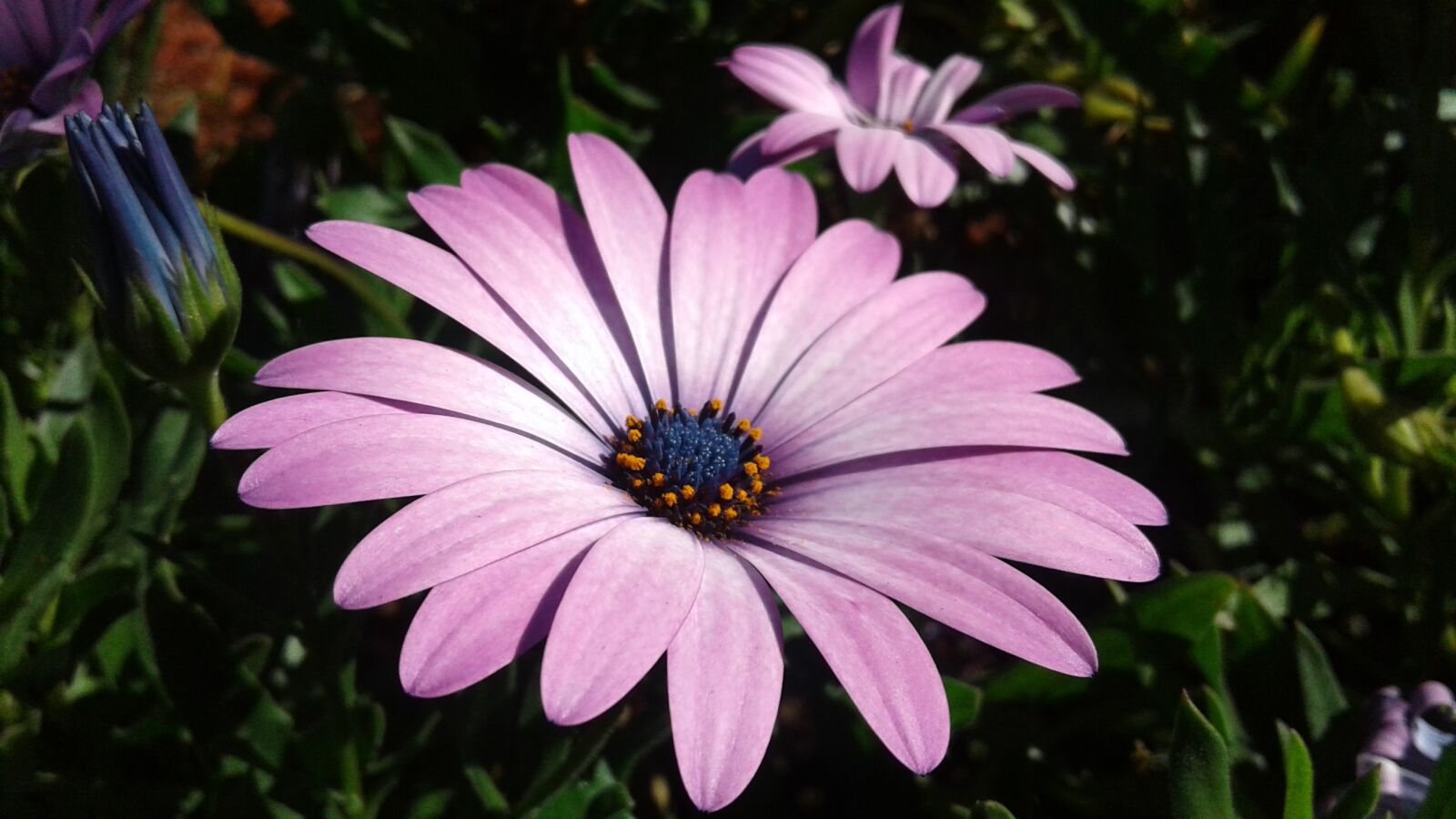 Samsung Galaxy J2 sample photo. Flower, plant, nature photography