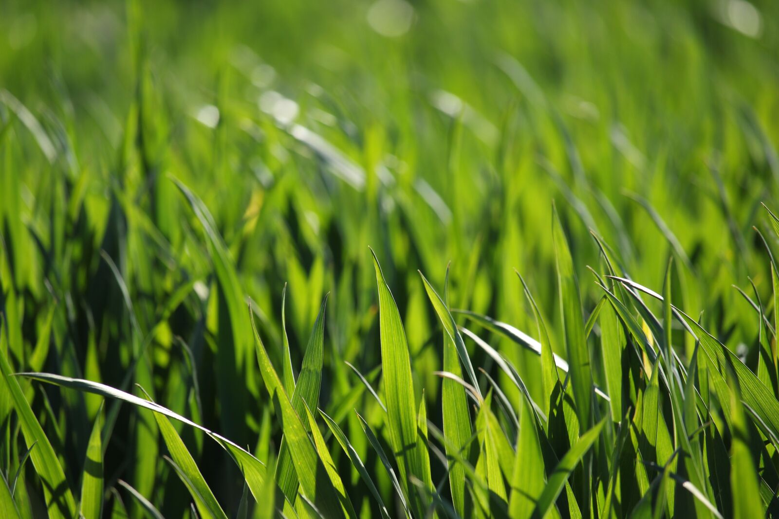 Canon EF-S 55-250mm F4-5.6 IS STM sample photo. Field, close up, meadow photography