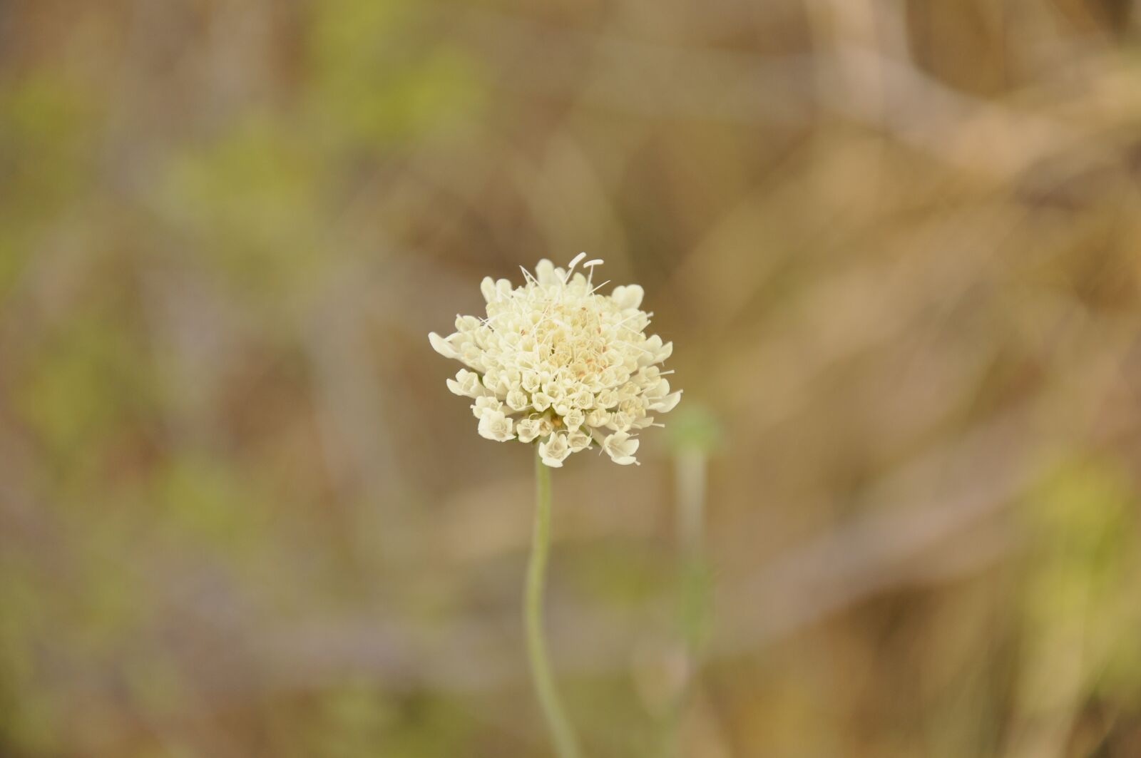 Nikon D90 sample photo. Flower, plant, nature photography