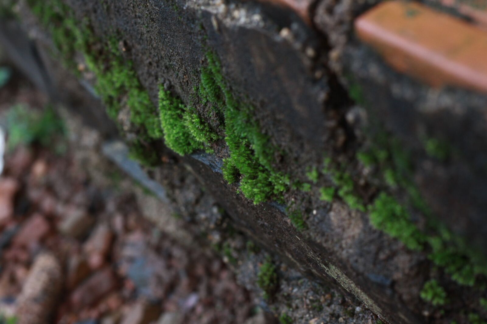 Canon EOS 50D sample photo. Moss, green, texture photography